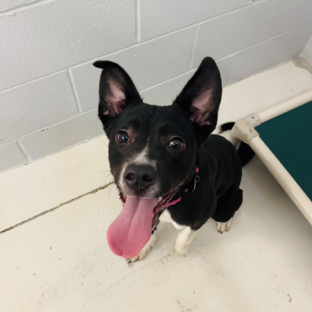 Wynetta, a Adoptable mixed breed in Delaware, OH image 1/6