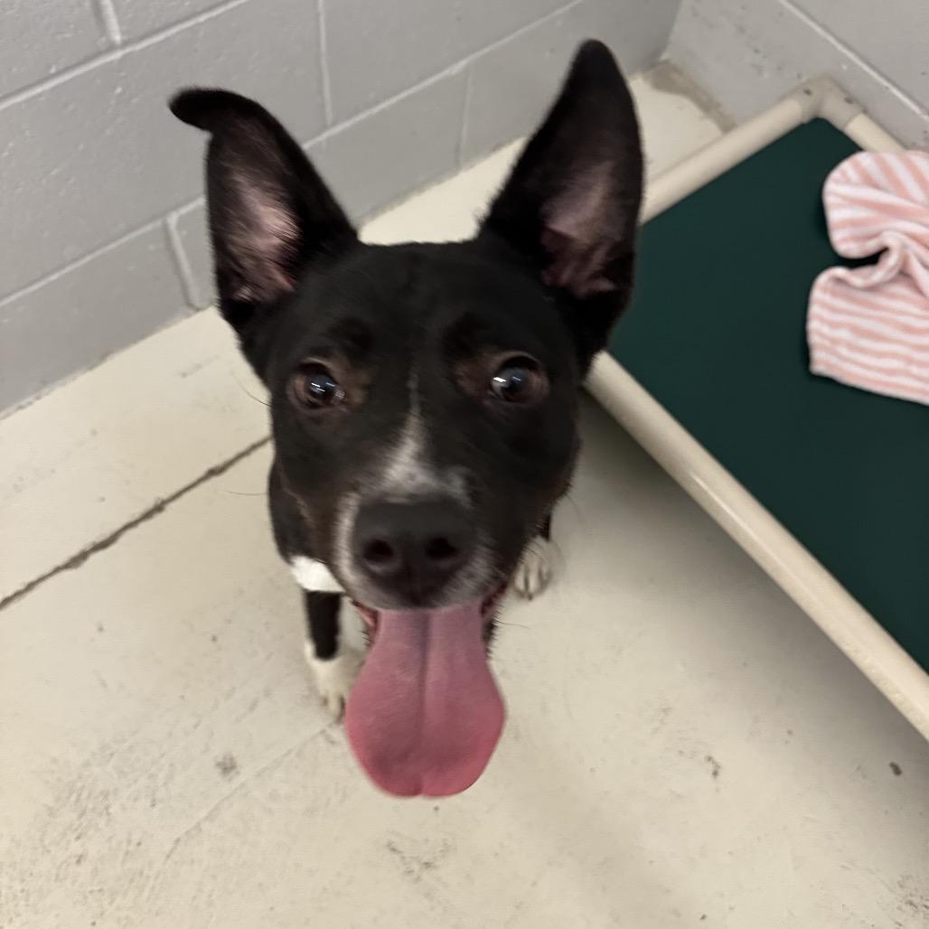 Wynetta, a Adoptable mixed breed in Delaware, OH image 5/6