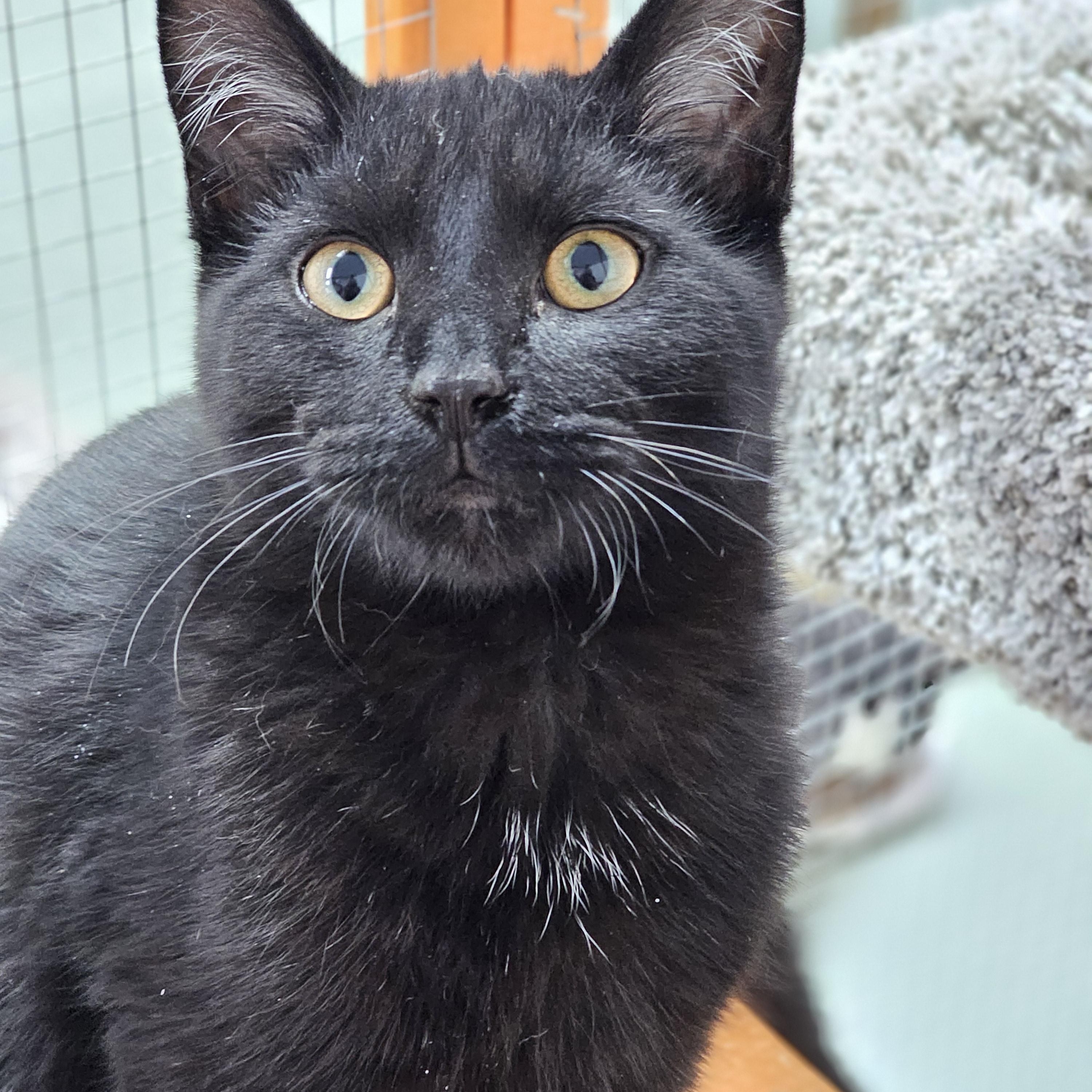 Butter, ADOPTABLE, Kitten Male Domestic Short Hair.