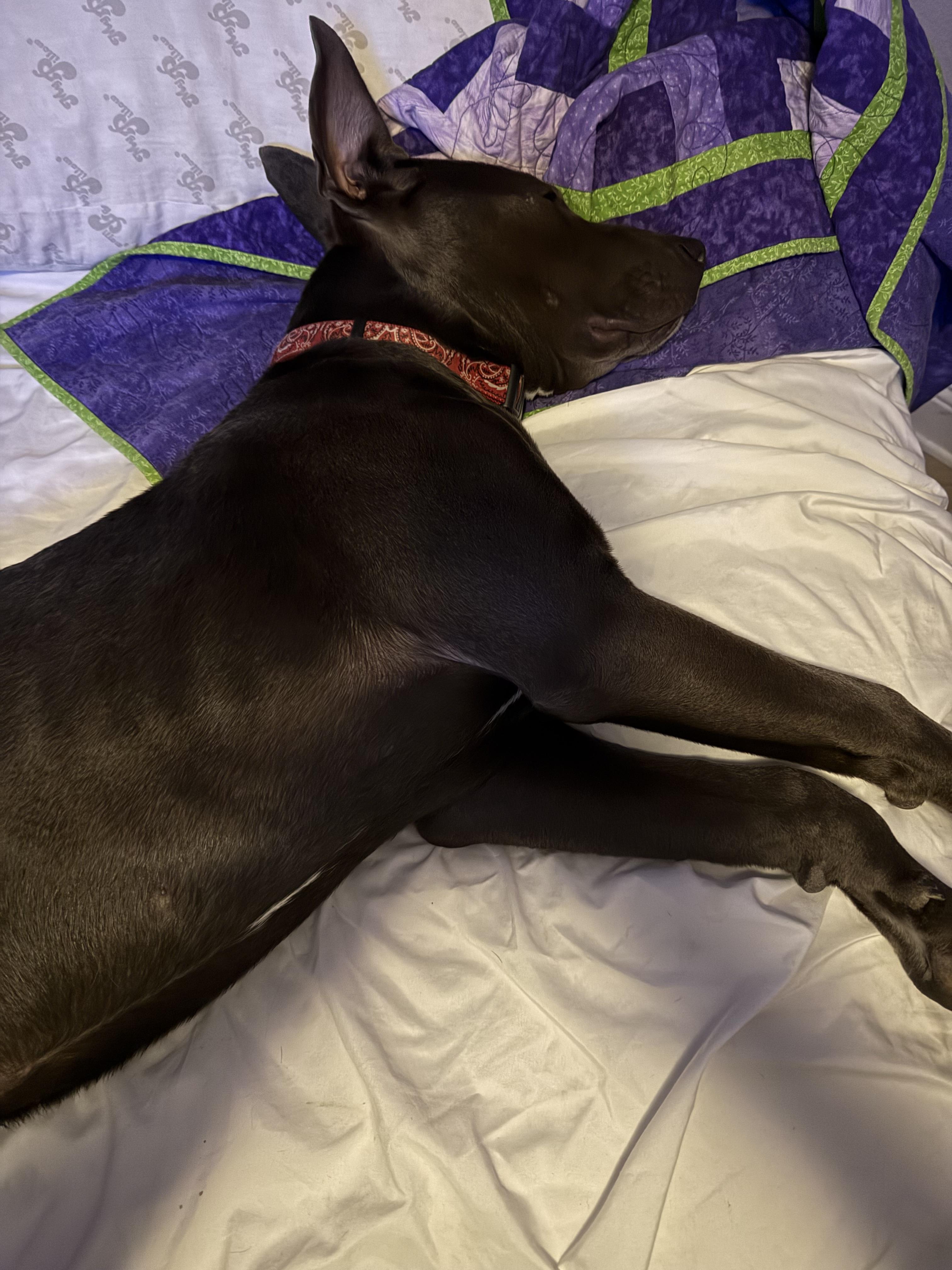 Buddy, a Adopted mixed breed in Foley, AL image 3/6