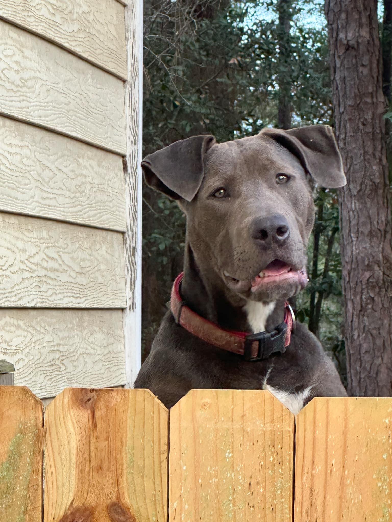 Buddy, a Adopted mixed breed in Foley, AL image 4/6