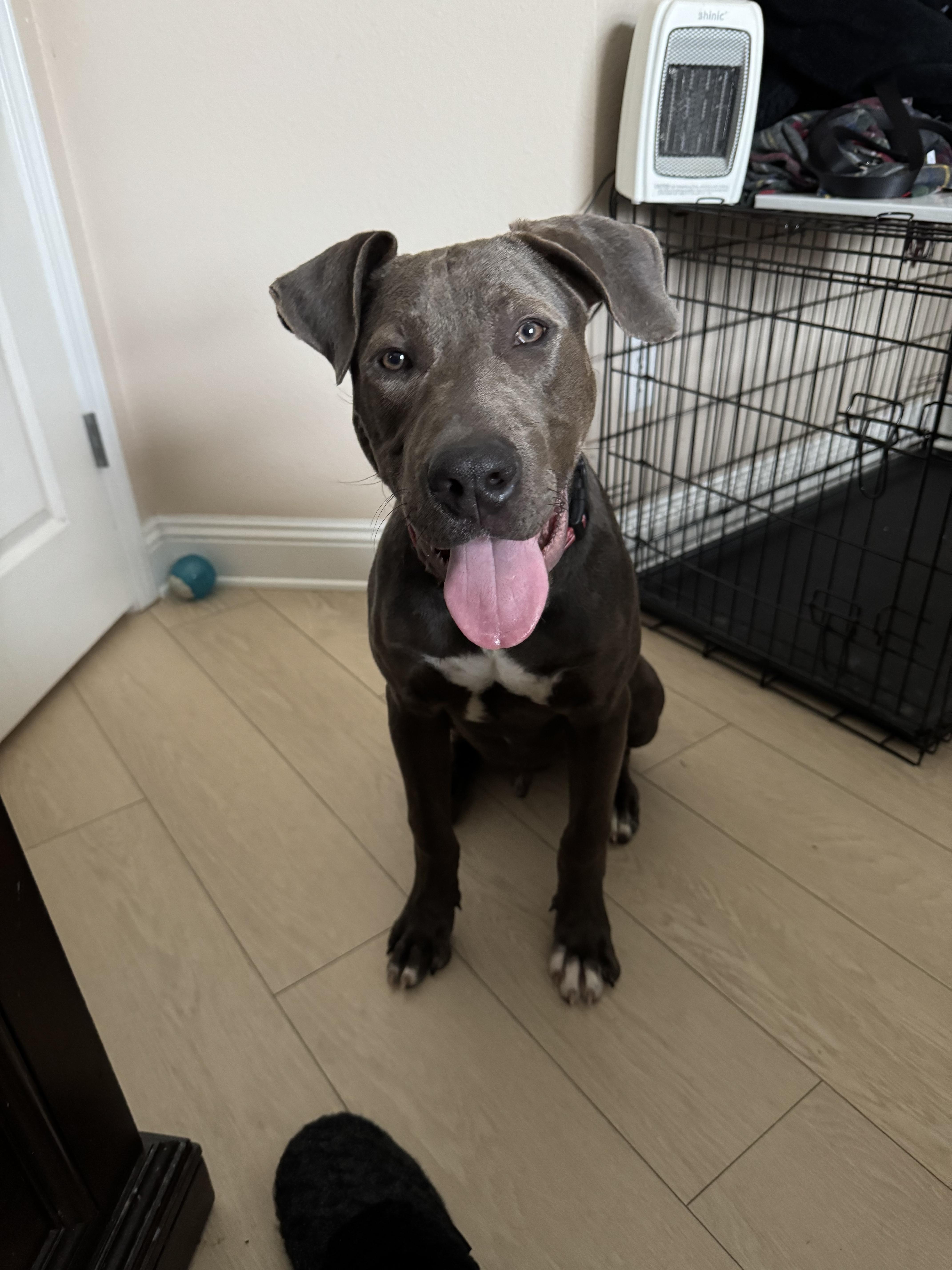 Buddy, a Adopted mixed breed in Foley, AL image 5/6