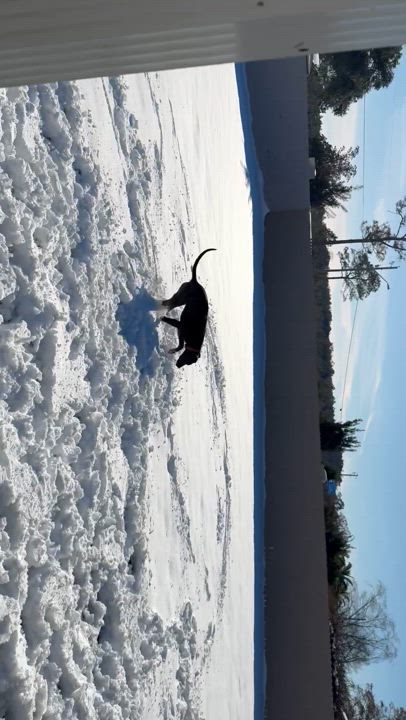 Enlarge Buddy, a Adopted mixed breed in Foley, AL video 6/6