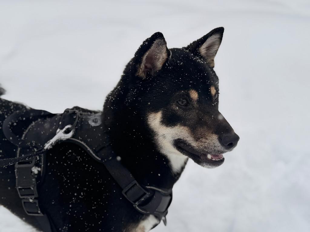 Balto, Adoptable, Young Male Shiba Inu.