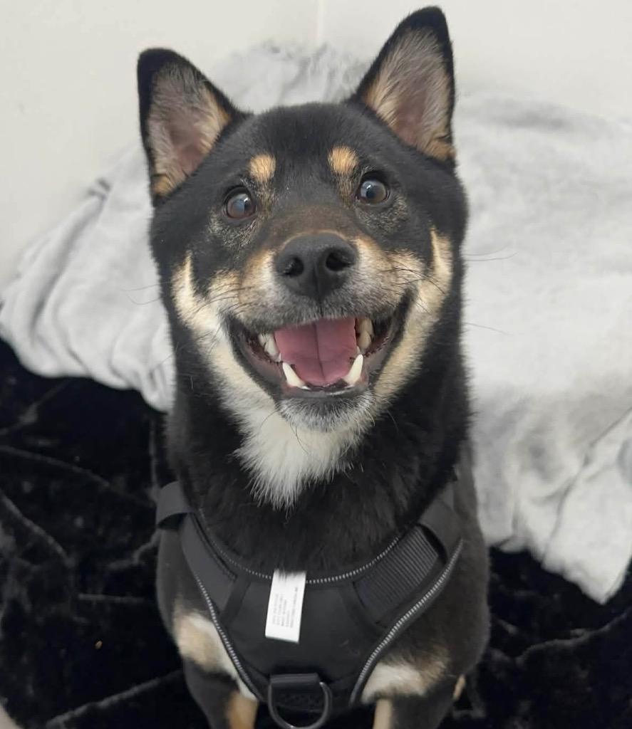 Balto, Adoptable, Young Male Shiba Inu.