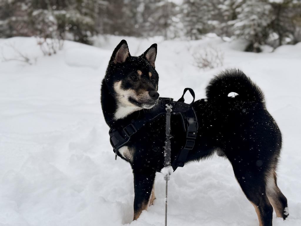 Enlarge Balto, a Adoptable Shiba Inu in Yellowknife, NT image 3/3