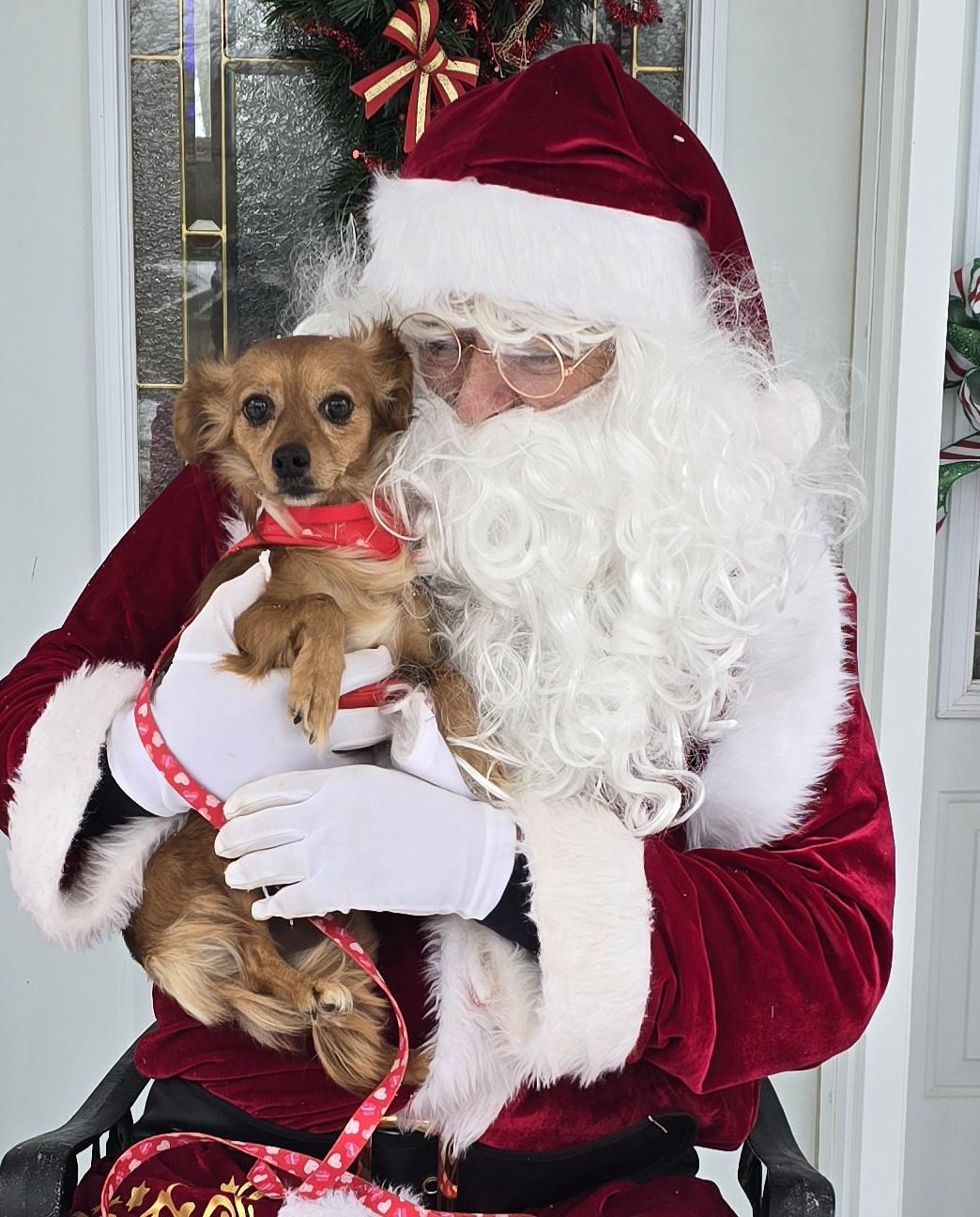 Piper, ADOPTABLE, Adult Female Mixed Breed.