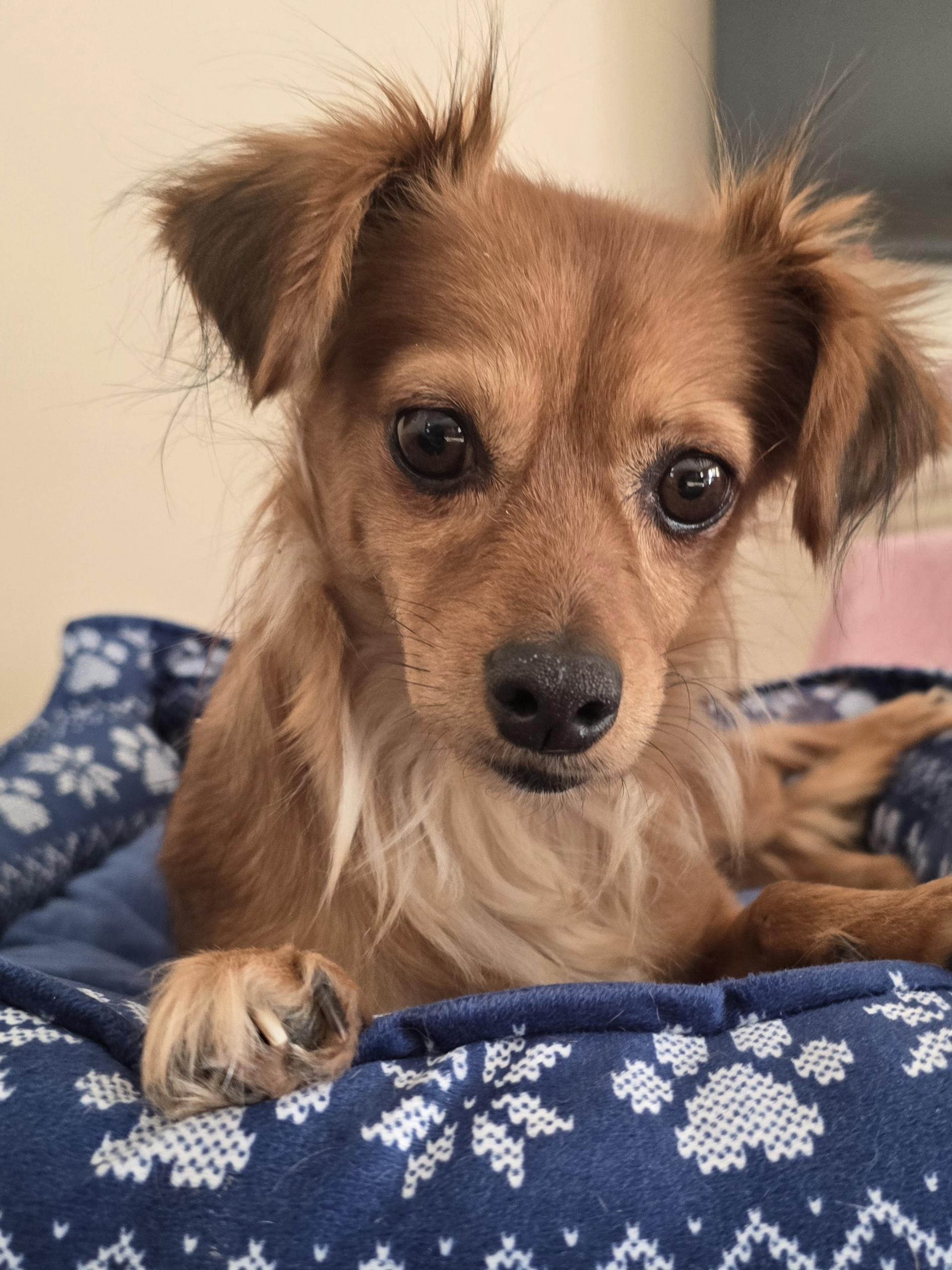 Piper, an adopted Mixed Breed in Chatsworth, ON image 1/5