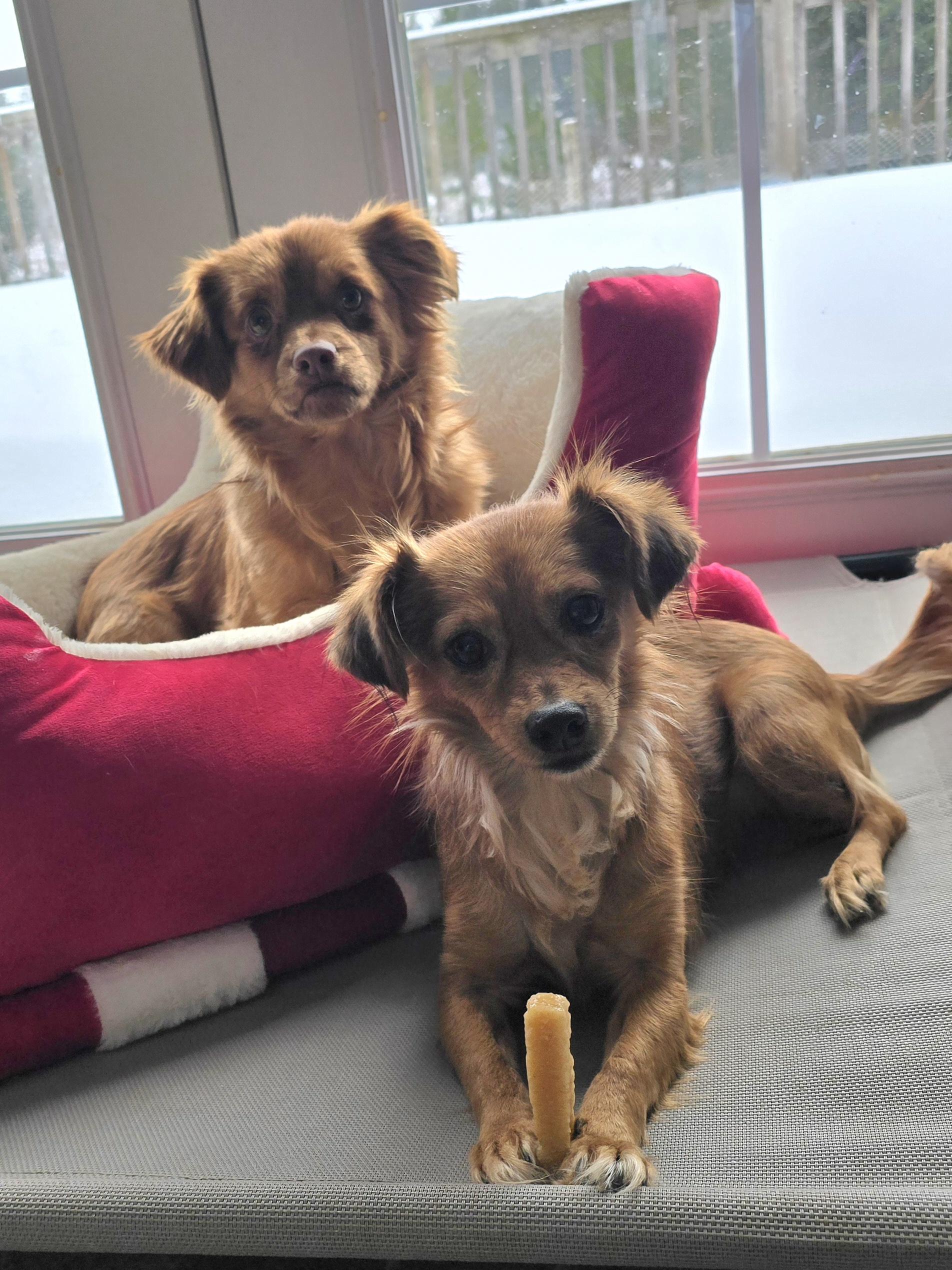 Piper, an adopted Mixed Breed in Chatsworth, ON image 3/5