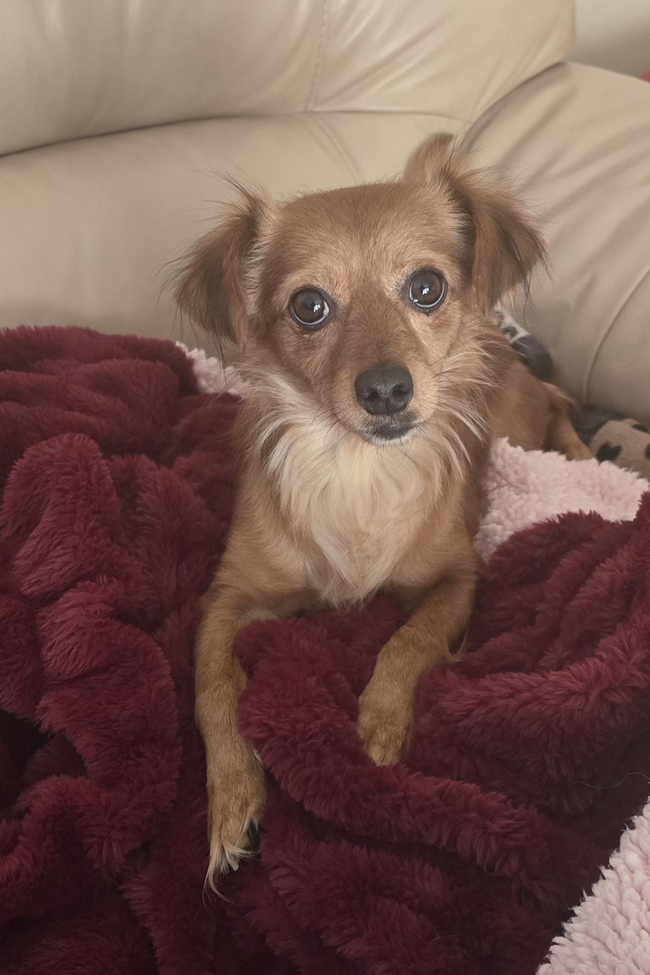 Piper, ADOPTABLE, Adult Female Mixed Breed.