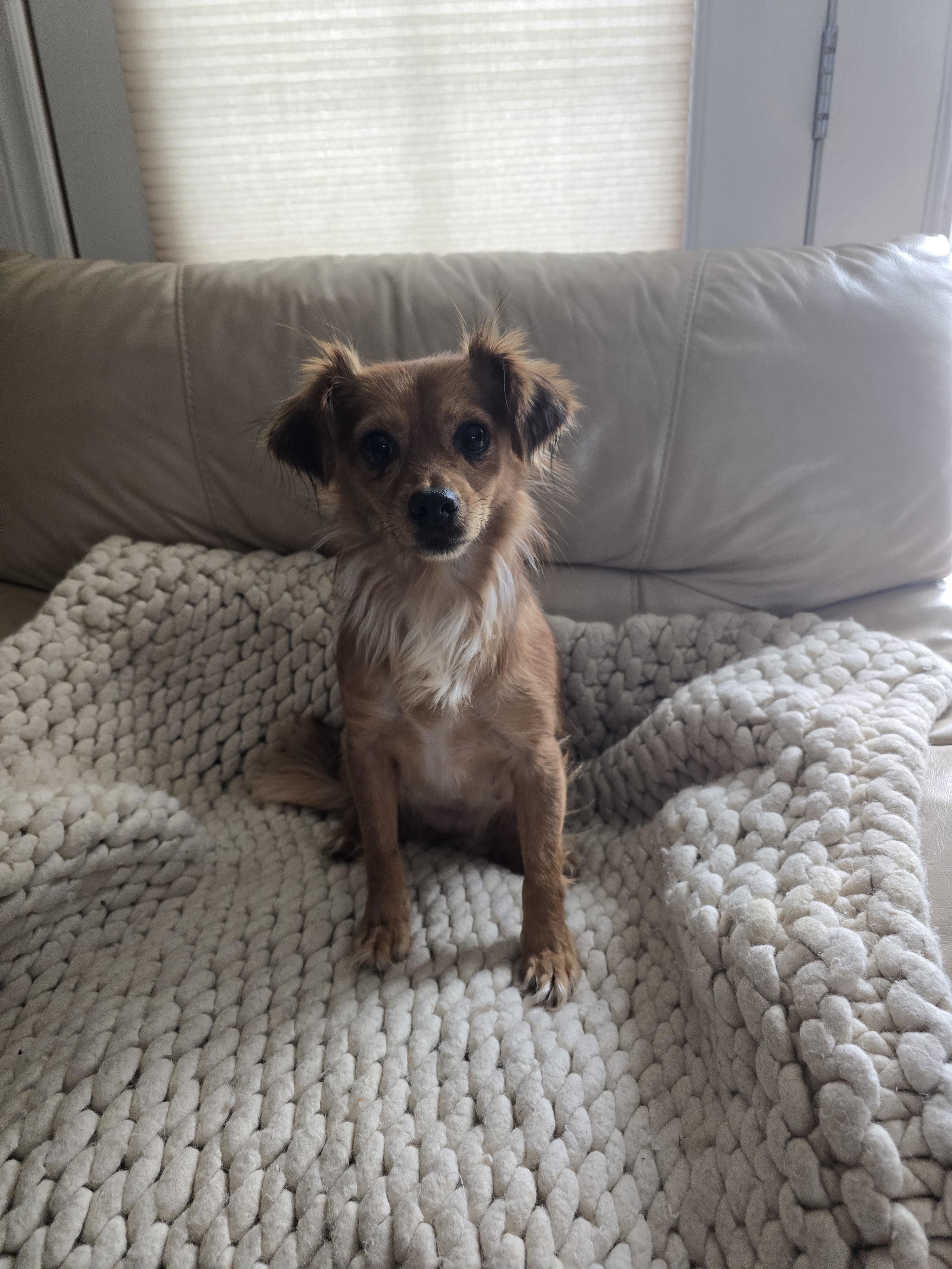 Piper, an adopted Mixed Breed in Chatsworth, ON image 5/5