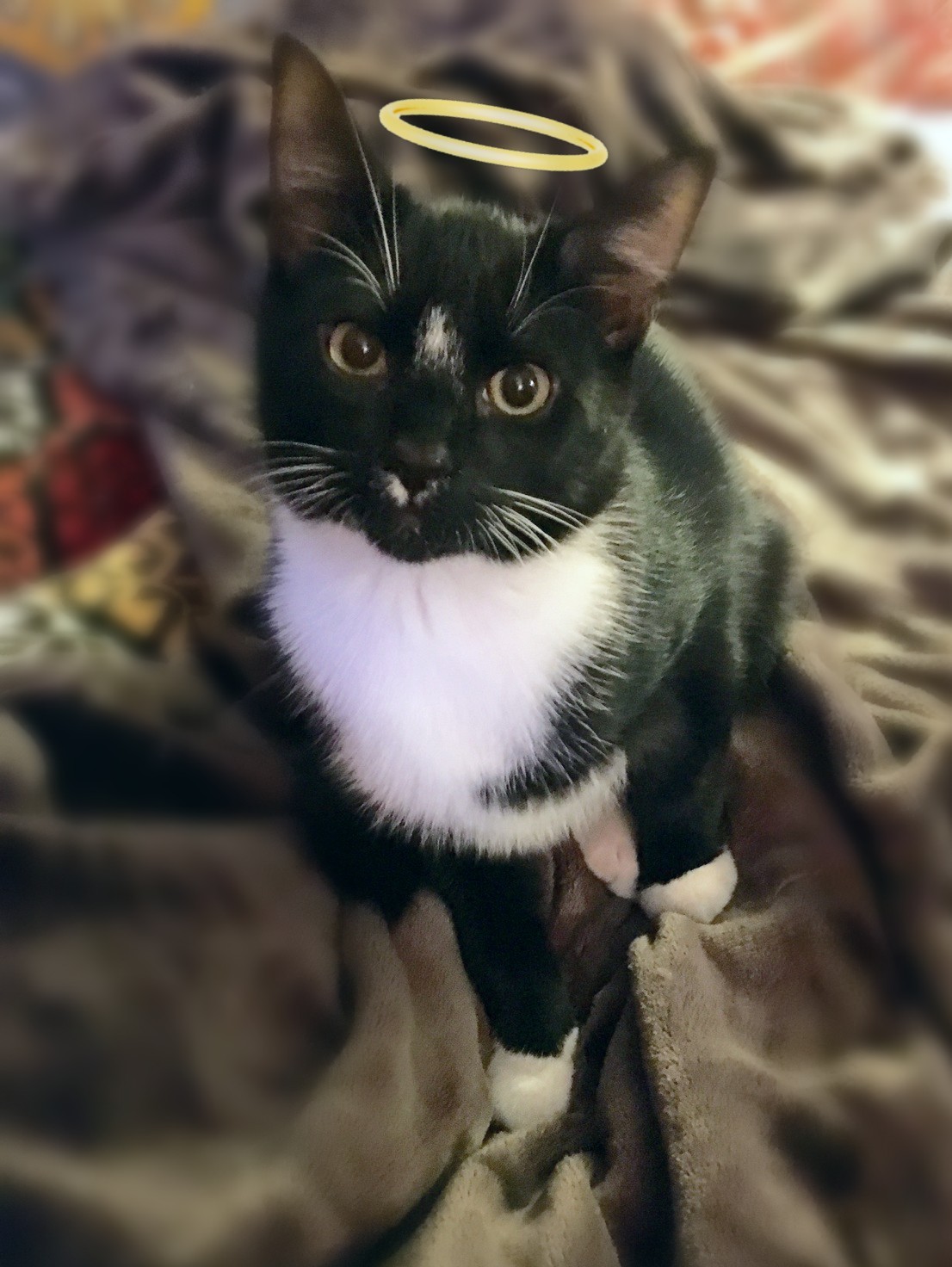 Enlarge Bobby, a Adoptable mixed breed in Houston, TX image 1/6