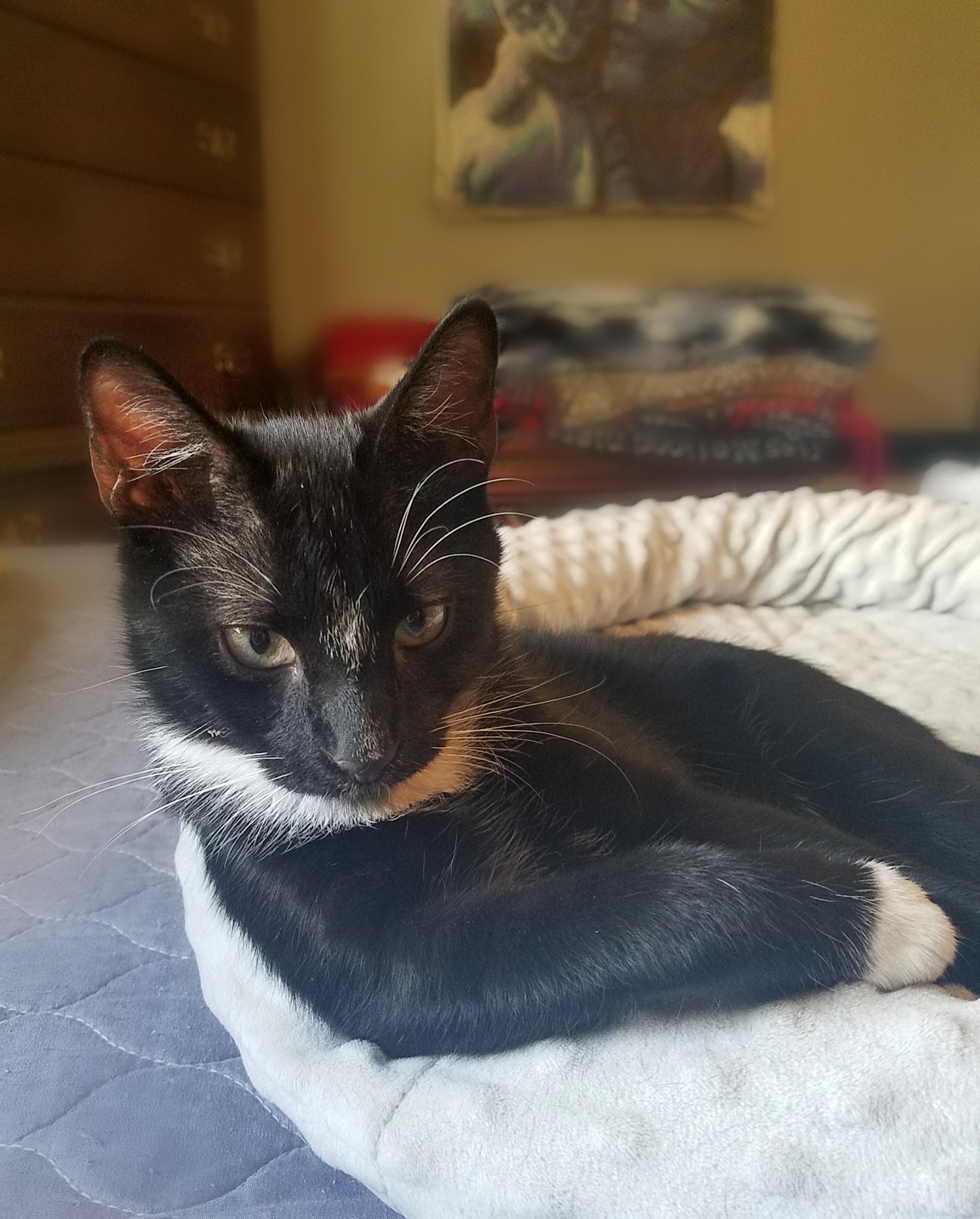 Enlarge Bobby, a Adoptable mixed breed in Houston, TX image 2/6