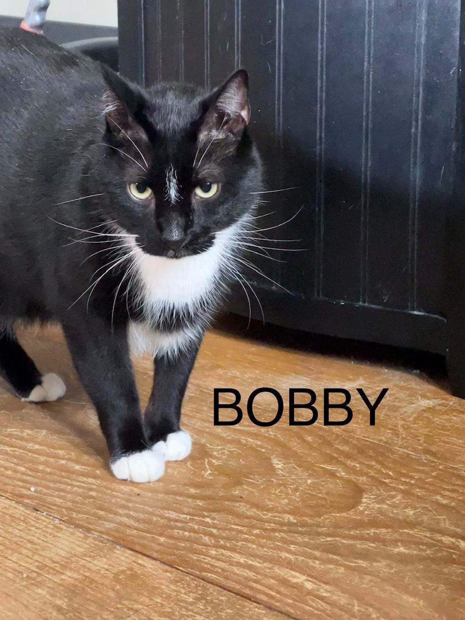 Enlarge Bobby, a Adoptable mixed breed in Houston, TX image 3/6