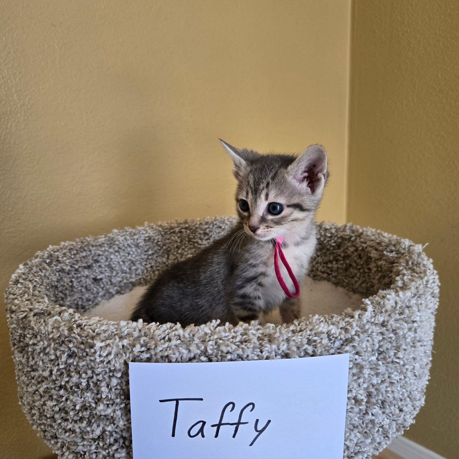 Enlarge Taffy, a ADOPTABLE Domestic Short Hair in Houston, TX image 2/5