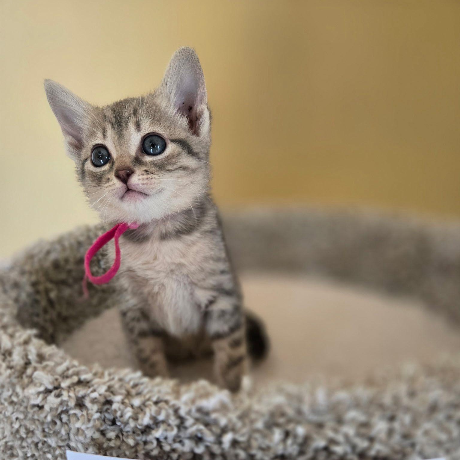 Taffy, ADOPTABLE, Kitten Female Domestic Short Hair.