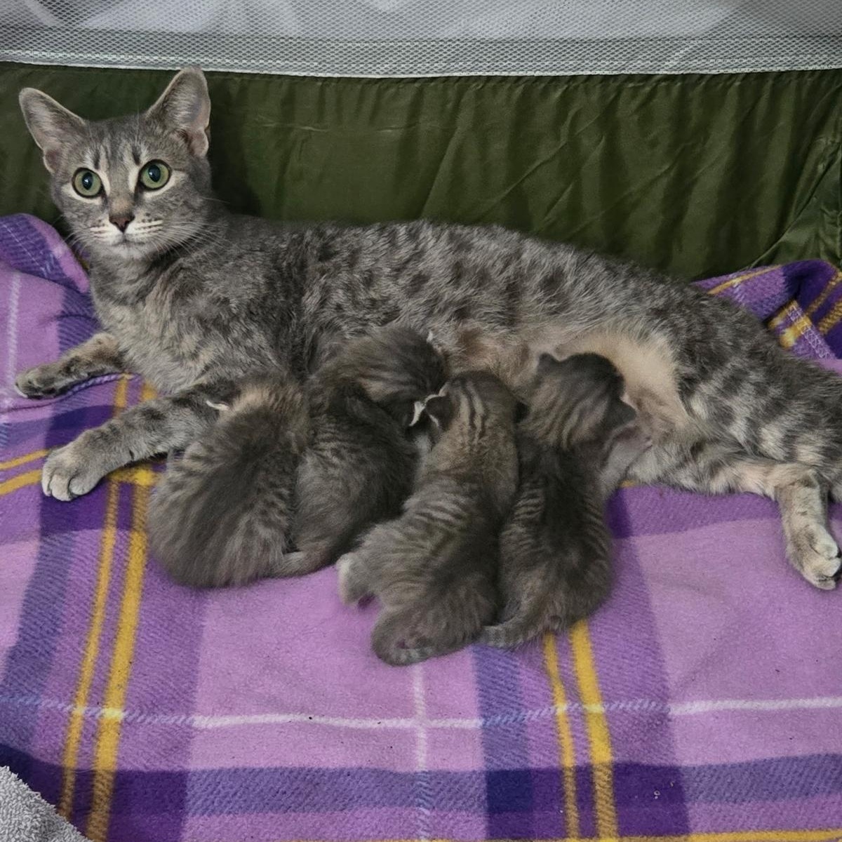 Enlarge Taffy, a ADOPTABLE Domestic Short Hair in Houston, TX image 5/5