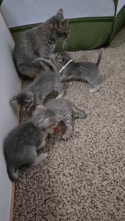 Enlarge Taffy, a ADOPTABLE Domestic Short Hair in Houston, TX video 3/5