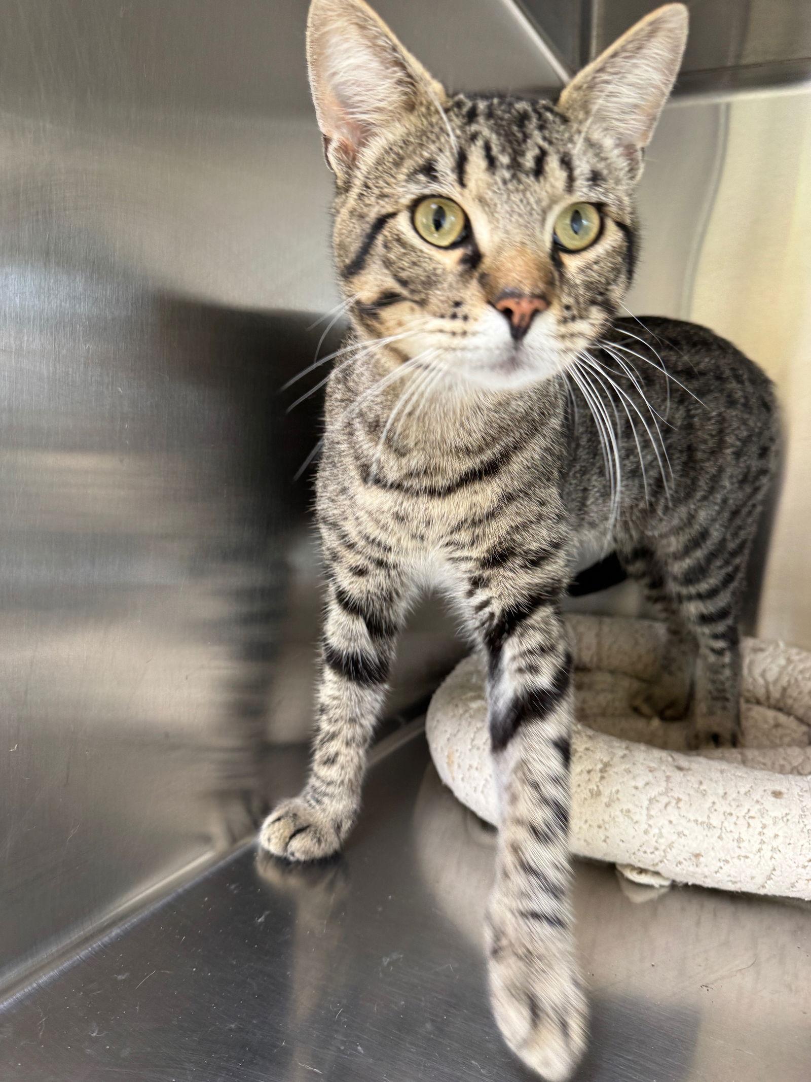 Zack, Adopted, Adult Male Tiger & Domestic Short Hair.