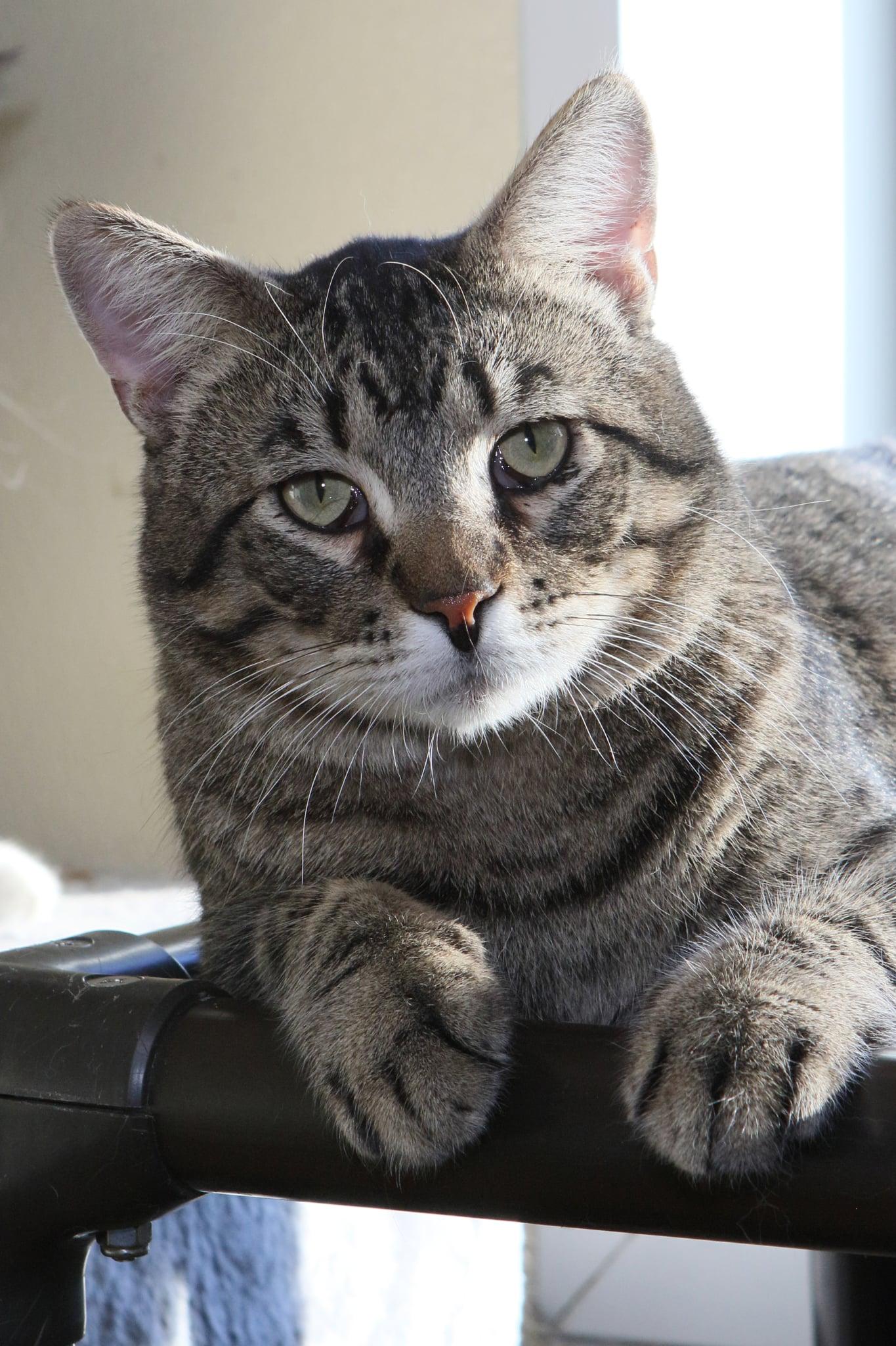 Zack, a Adopted mixed breed in Austin, MN image 2/3