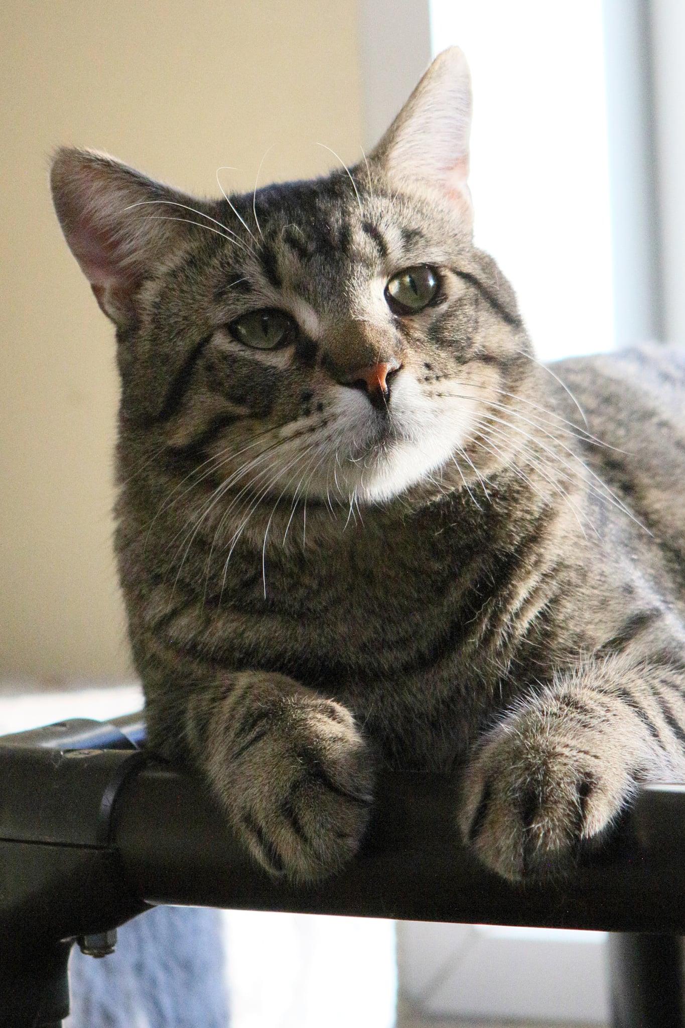 Zack, a Adopted mixed breed in Austin, MN image 3/3