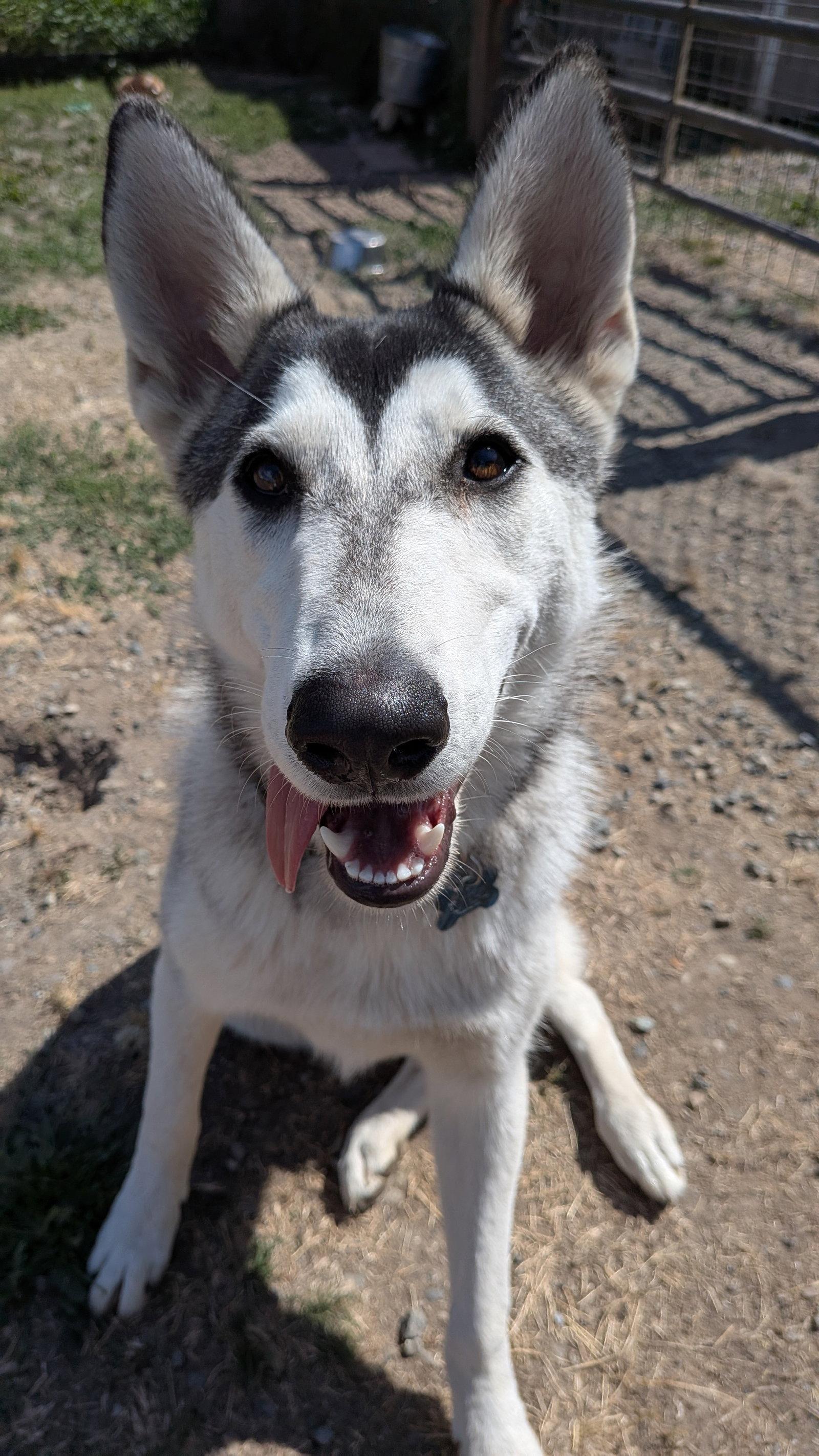 Enlarge SUNSHINE, a Adoptable Alaskan Malamute in Seattle, WA image 1/3