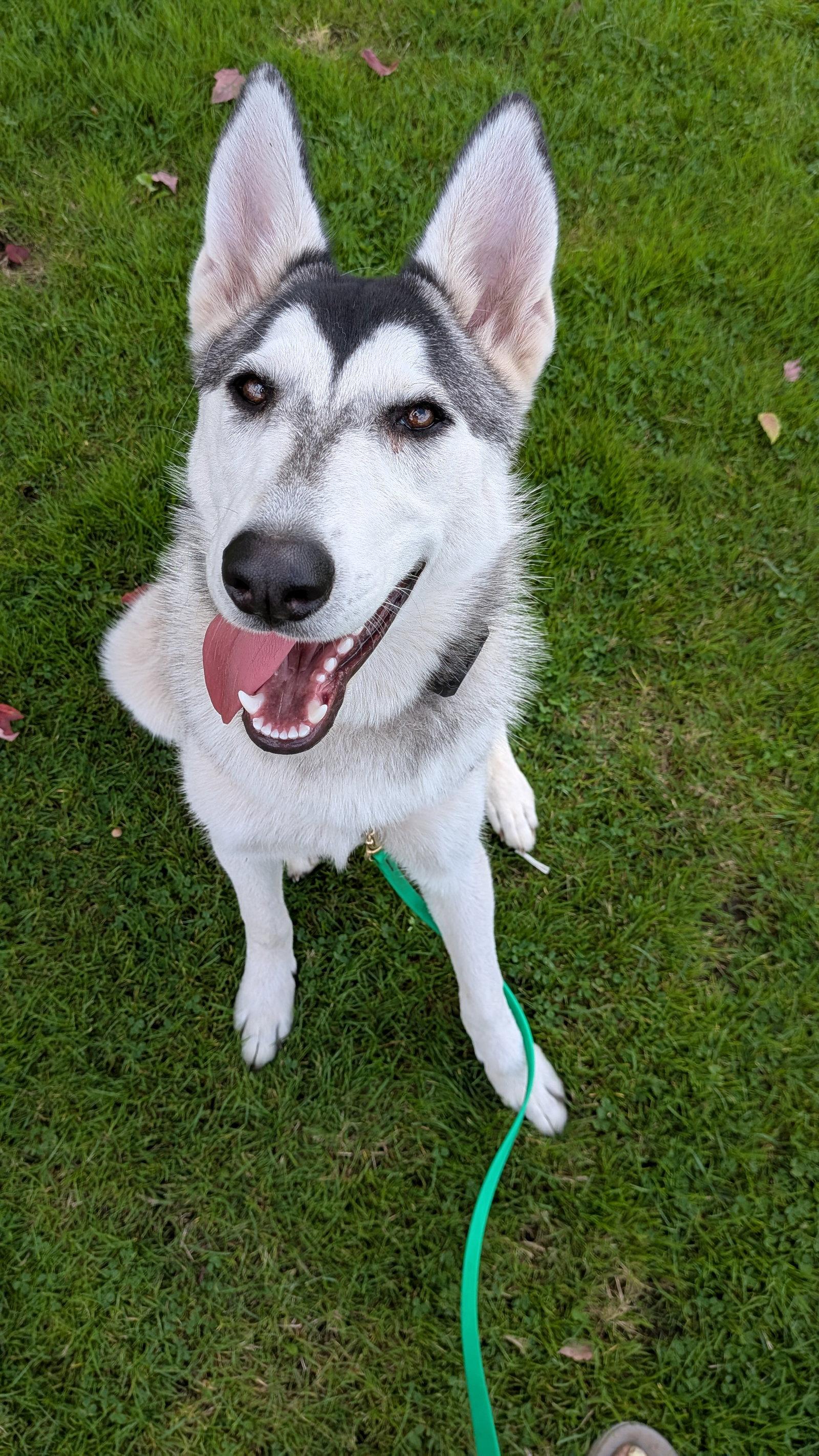 Enlarge SUNSHINE, a Adoptable Alaskan Malamute in Seattle, WA image 2/3