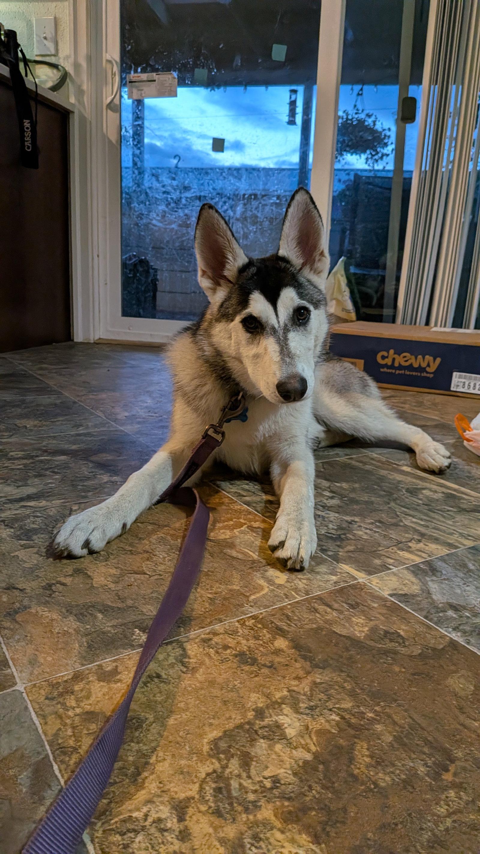 SUNSHINE, a Adoptable Alaskan Malamute in Seattle, WA image 1/3