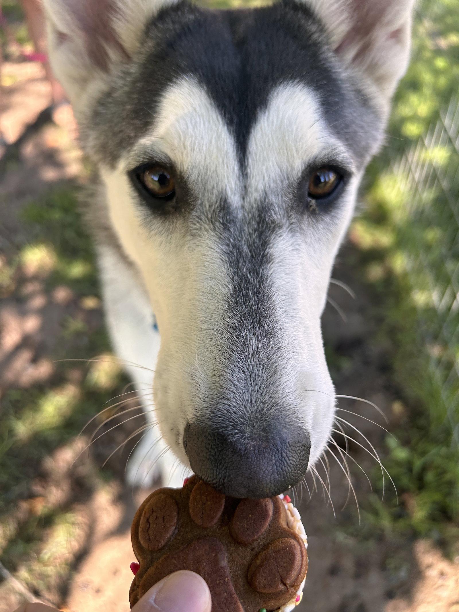 SUNSHINE, a Adoptable Alaskan Malamute in Seattle, WA image 2/3