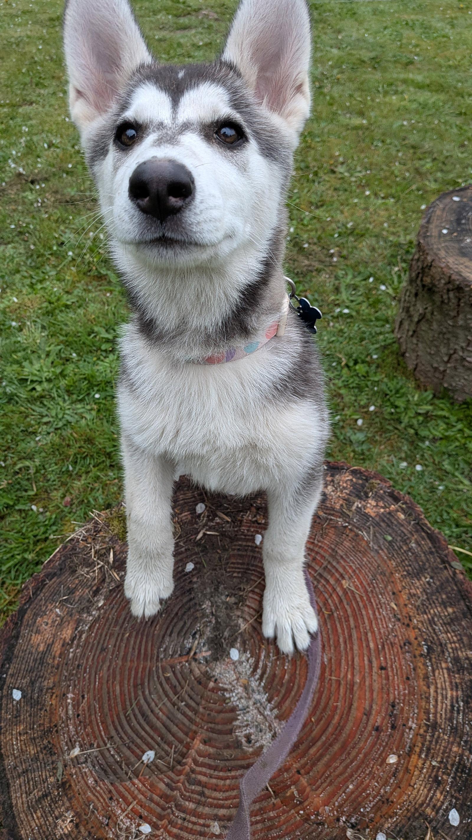 Enlarge SUNSHINE, a Adoptable Alaskan Malamute in Seattle, WA image 1/3