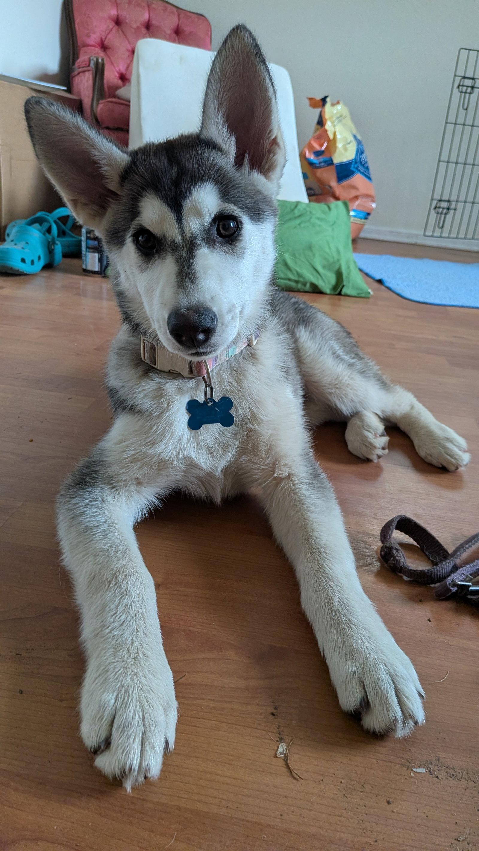 Enlarge SUNSHINE, a Adoptable Alaskan Malamute in Seattle, WA image 2/3
