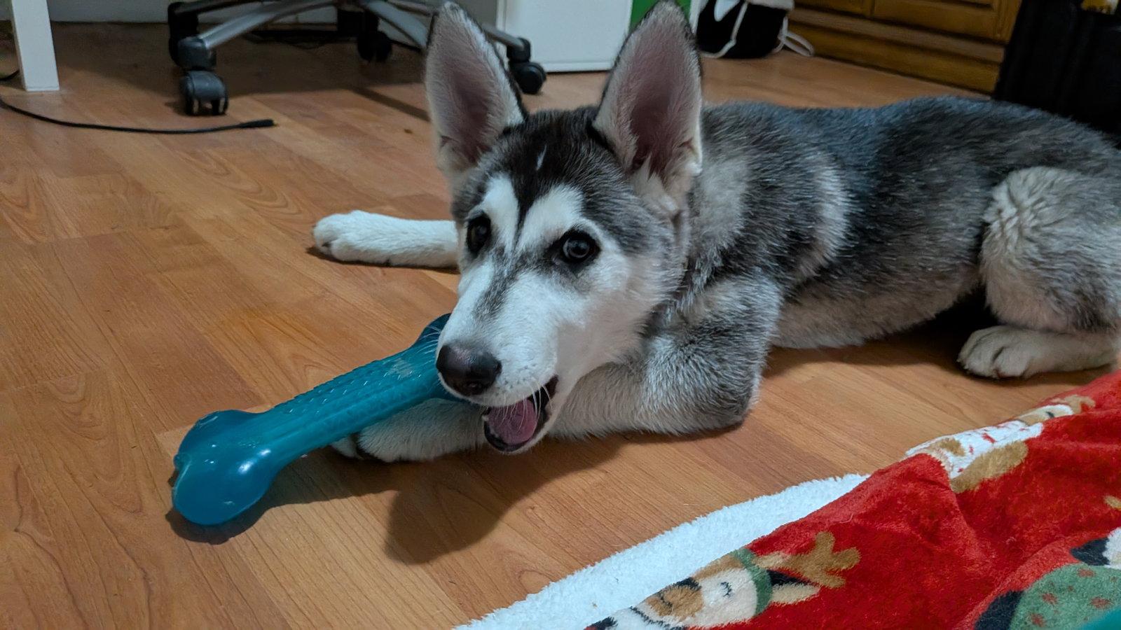 Enlarge SUNSHINE, a Adoptable Alaskan Malamute in Seattle, WA image 3/3