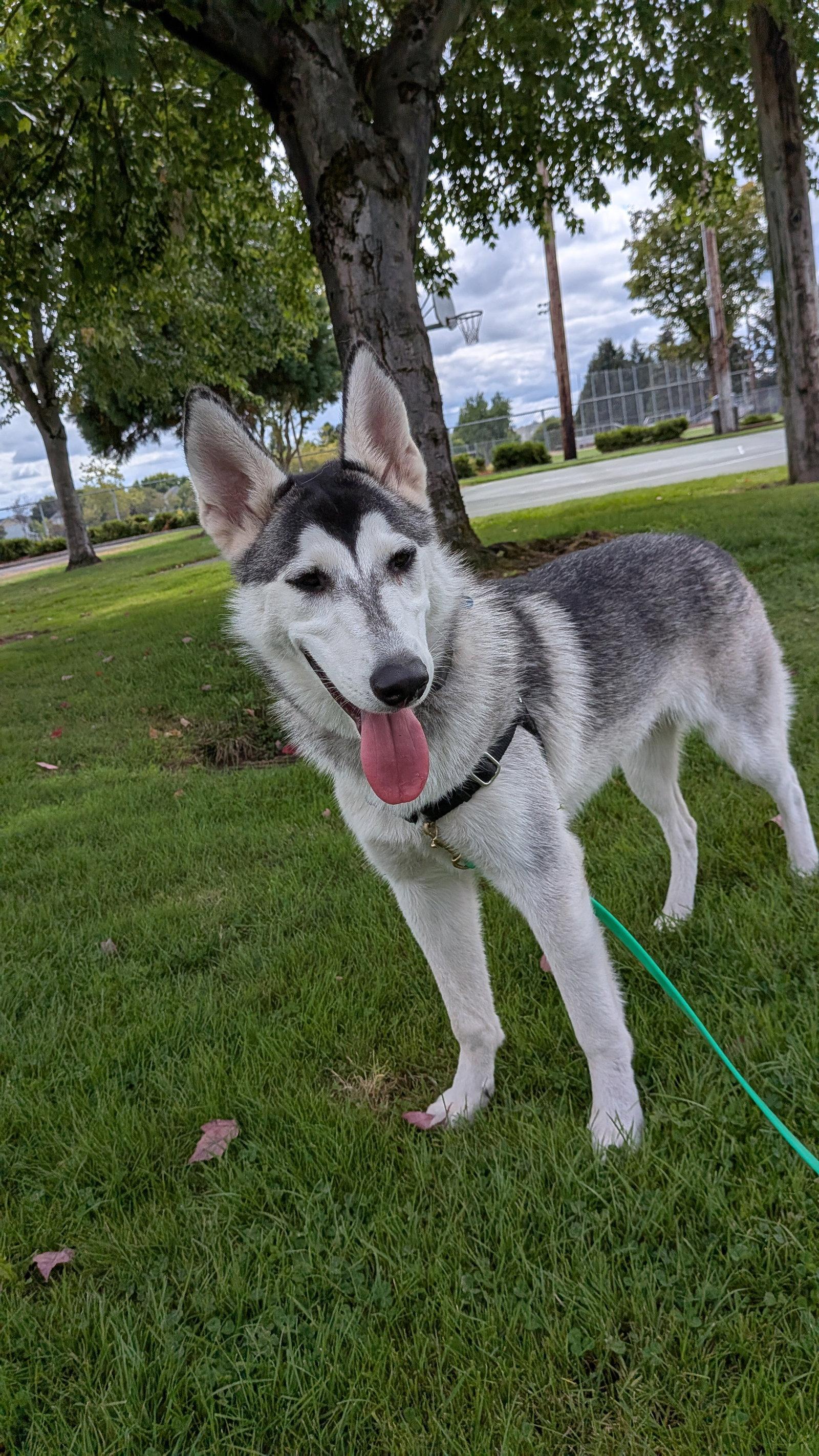 Enlarge SUNSHINE, a Adoptable Alaskan Malamute in Seattle, WA image 3/3