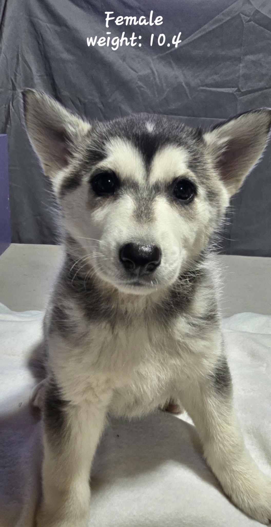 ECHO, Adoptable, Puppy Female Alaskan Malamute.