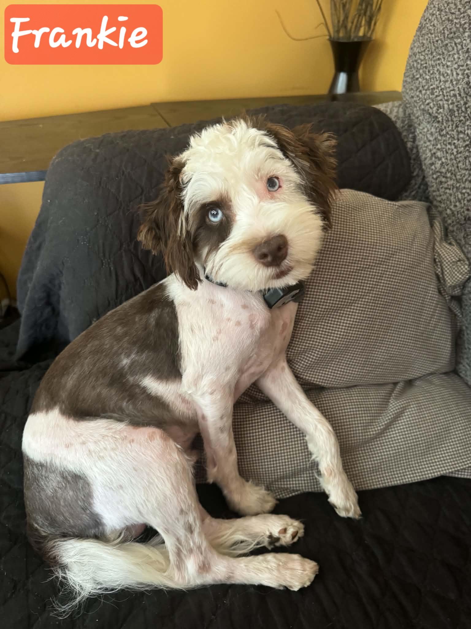 Frankie, a Adopted mixed breed in Florissant, MO image 3/6