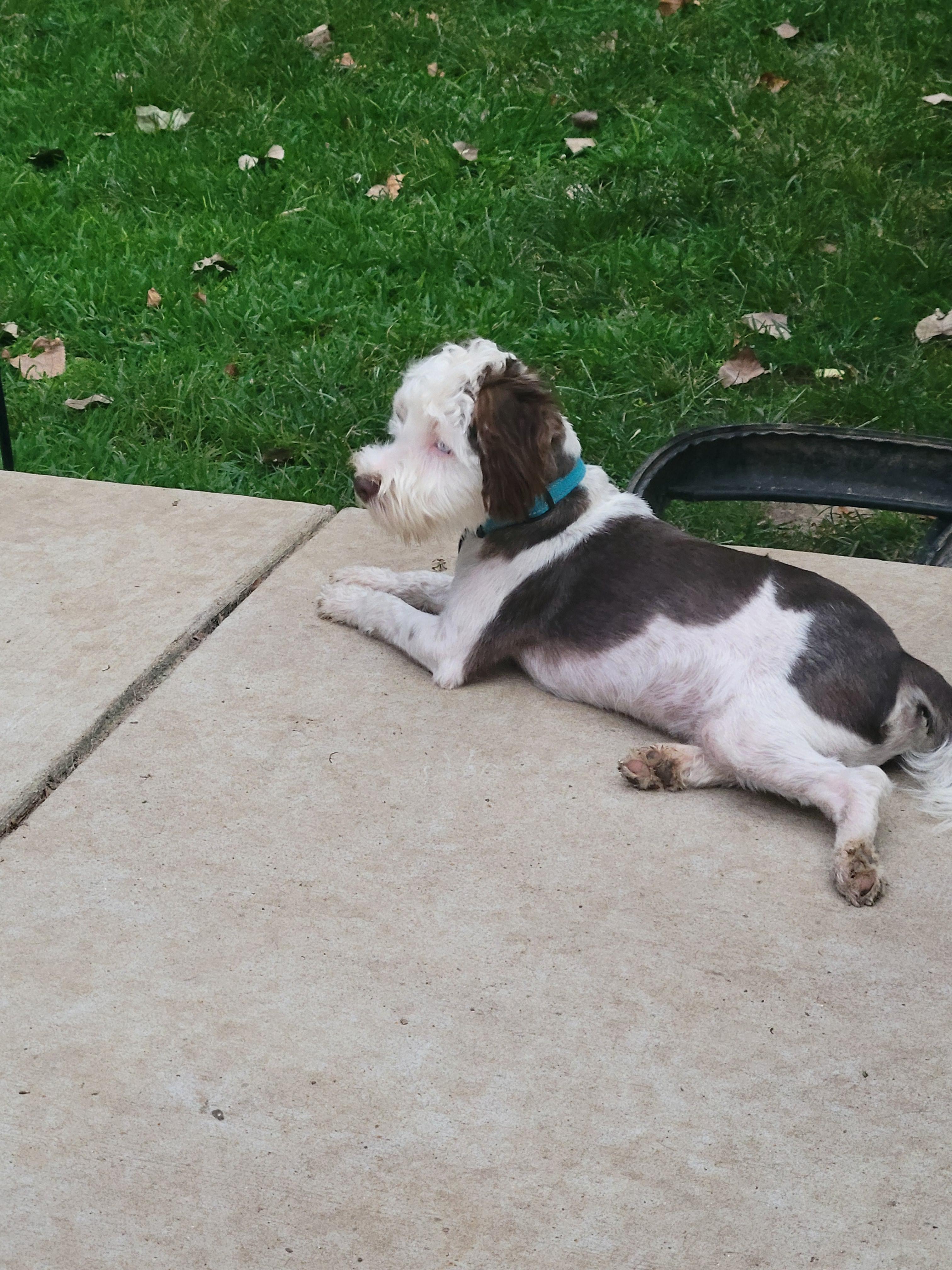 Frankie, a Adopted mixed breed in Florissant, MO image 5/6