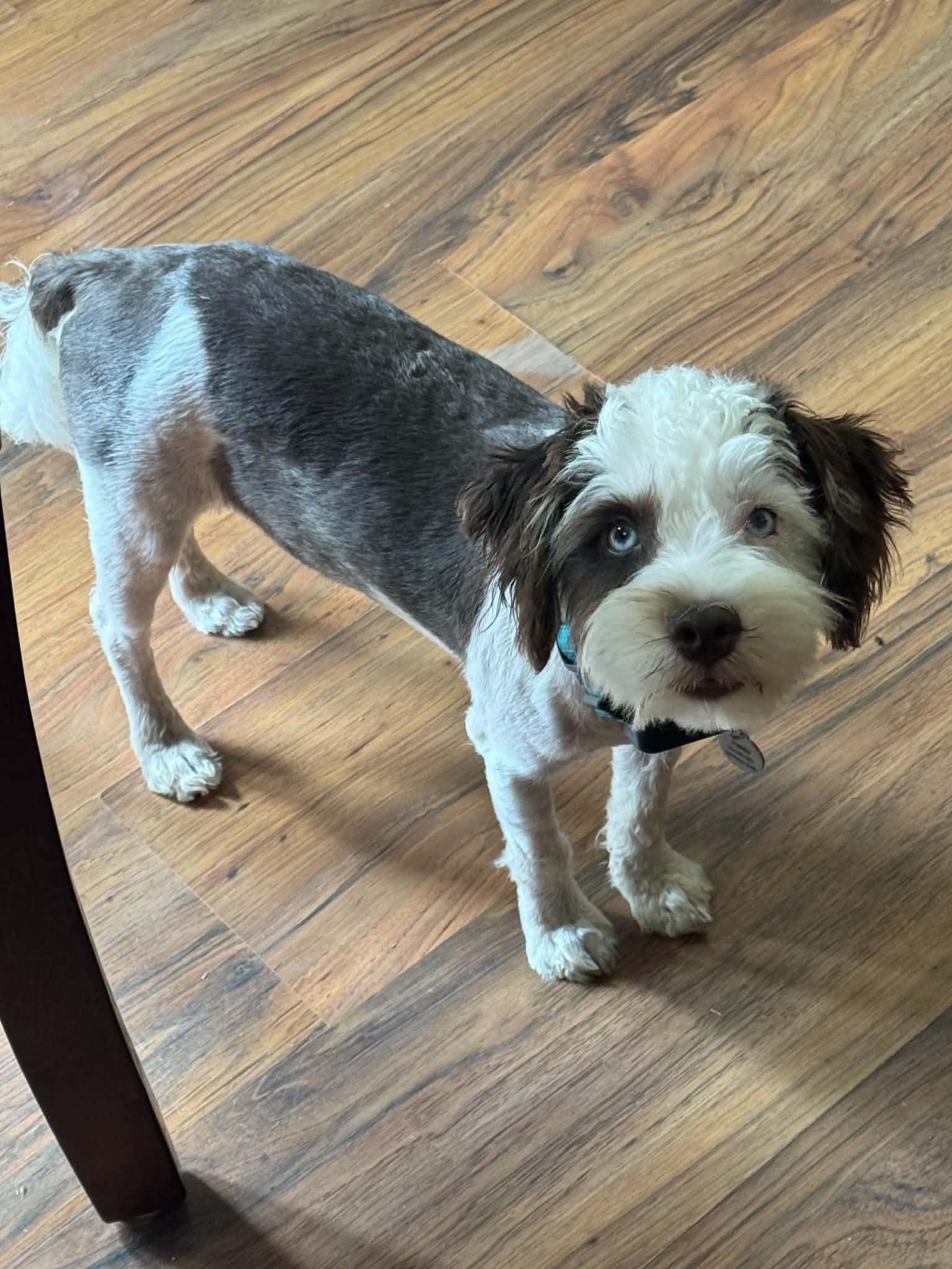 Frankie, a Adopted mixed breed in Florissant, MO image 6/6