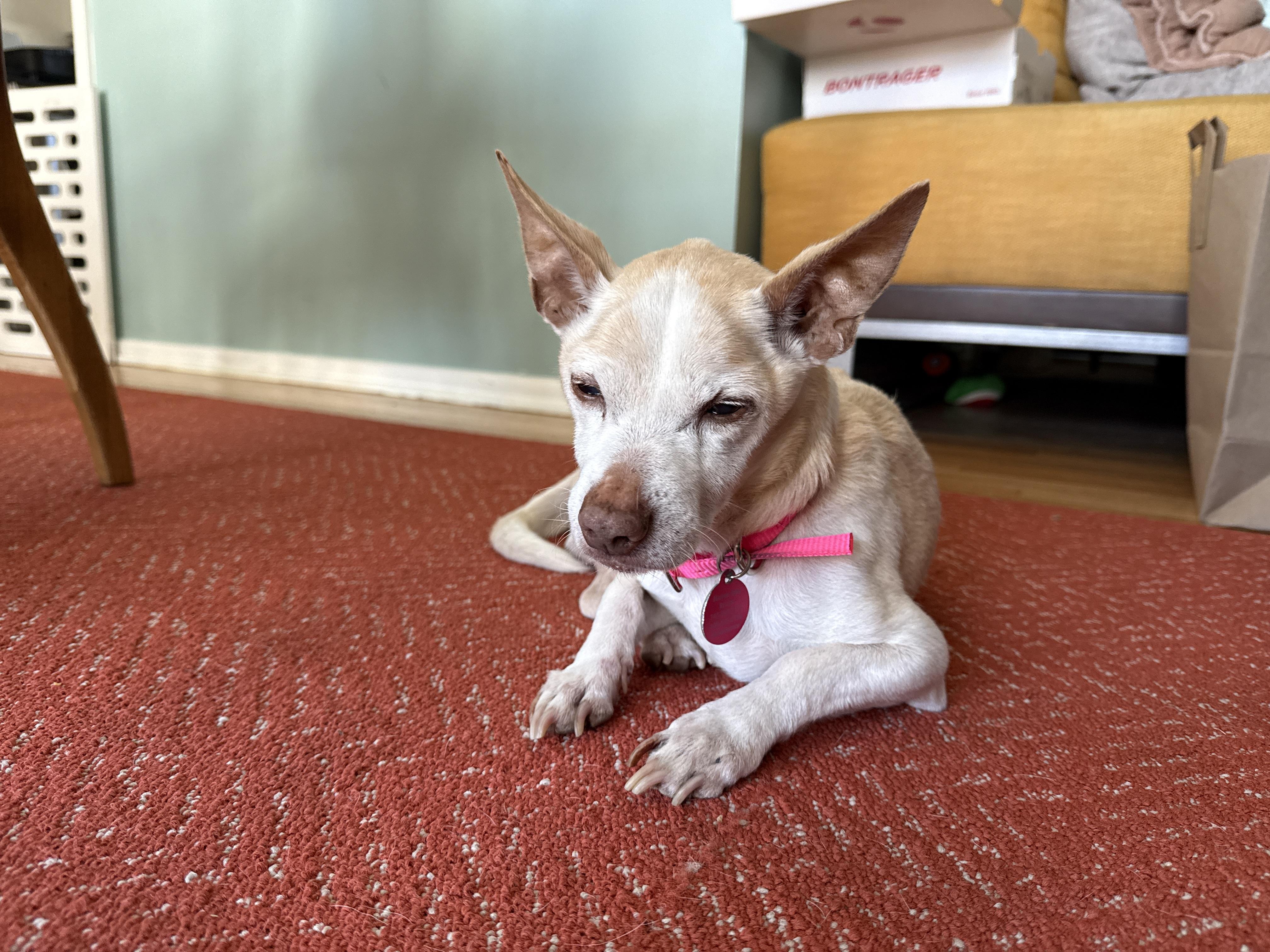 Panchito is Available at Maison Sûre, a ADOPTABLE mixed breed in Sherman Oaks, CA image 2/5