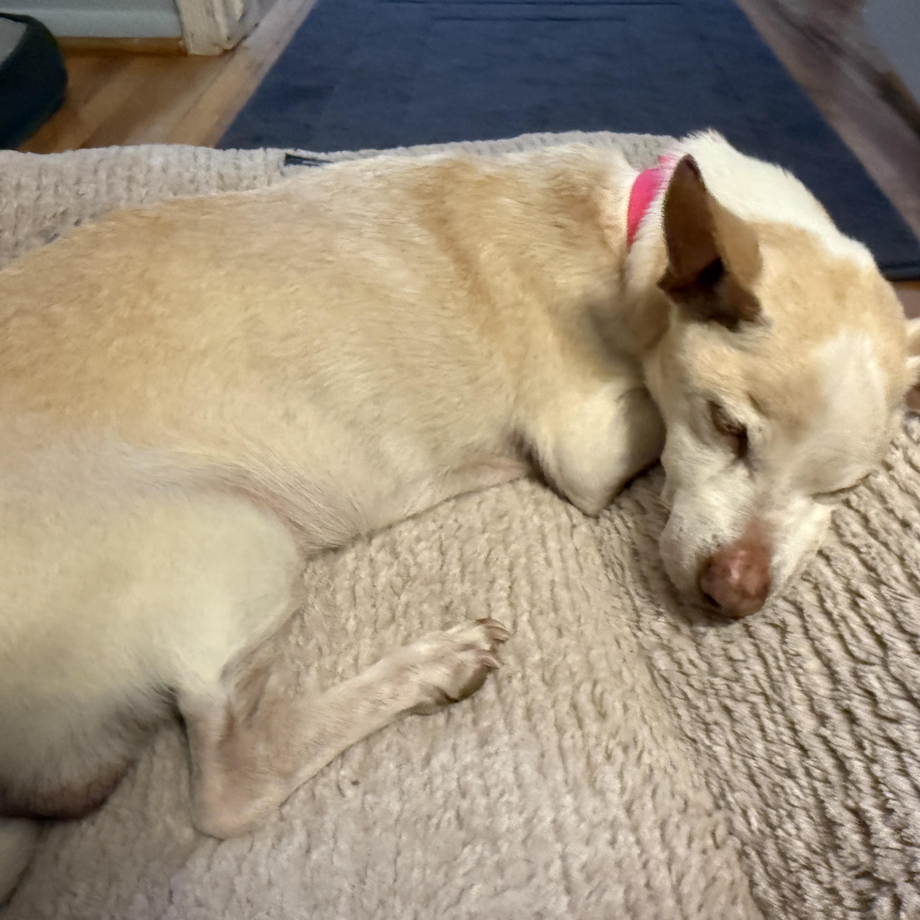 Panchito is Available at Maison Sûre, a ADOPTABLE mixed breed in Sherman Oaks, CA image 4/5
