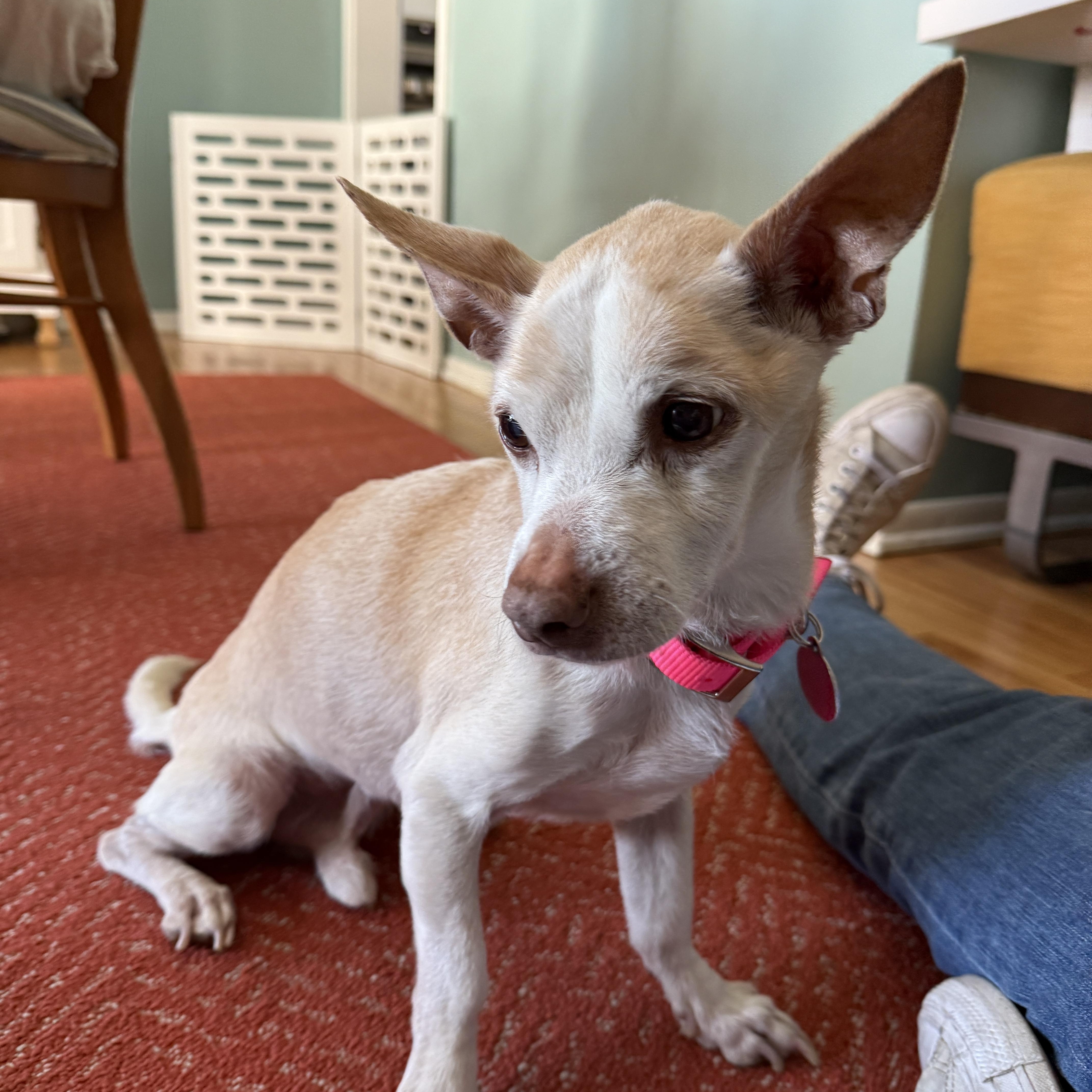 Panchito is Available at Maison Sûre, a ADOPTABLE mixed breed in Sherman Oaks, CA image 5/5