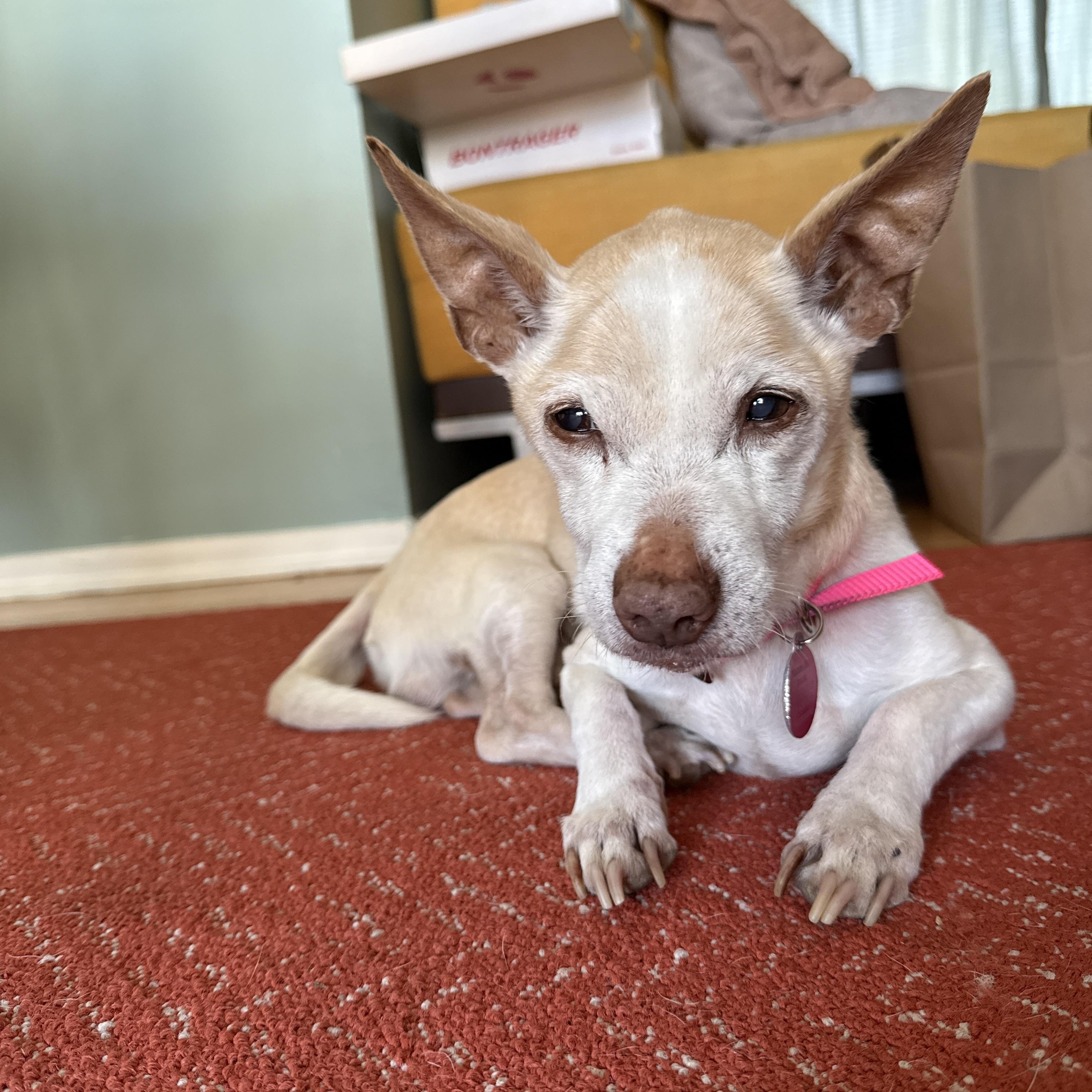 Panchito is Available at Maison Sûre, a ADOPTABLE mixed breed in Sherman Oaks, CA image 1/5