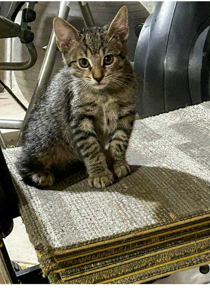 Leo, Adoptable, Kitten Male Domestic Short Hair & Tabby.