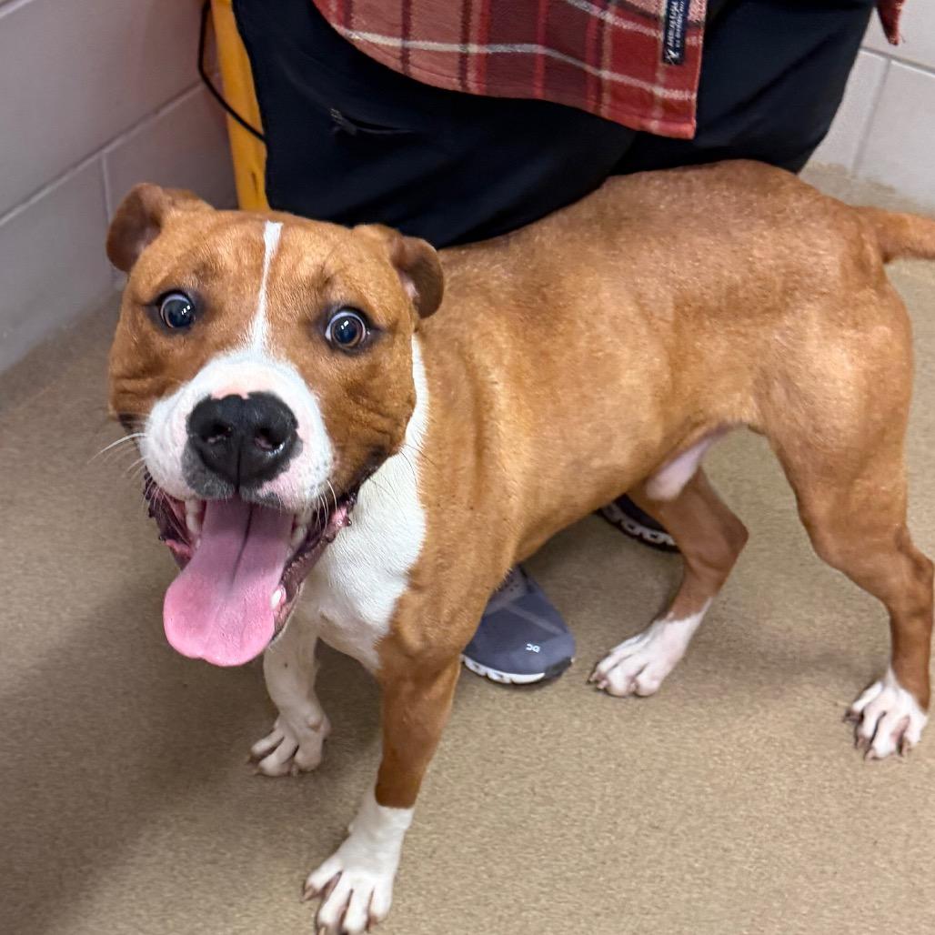 Buford — thumbnail 2