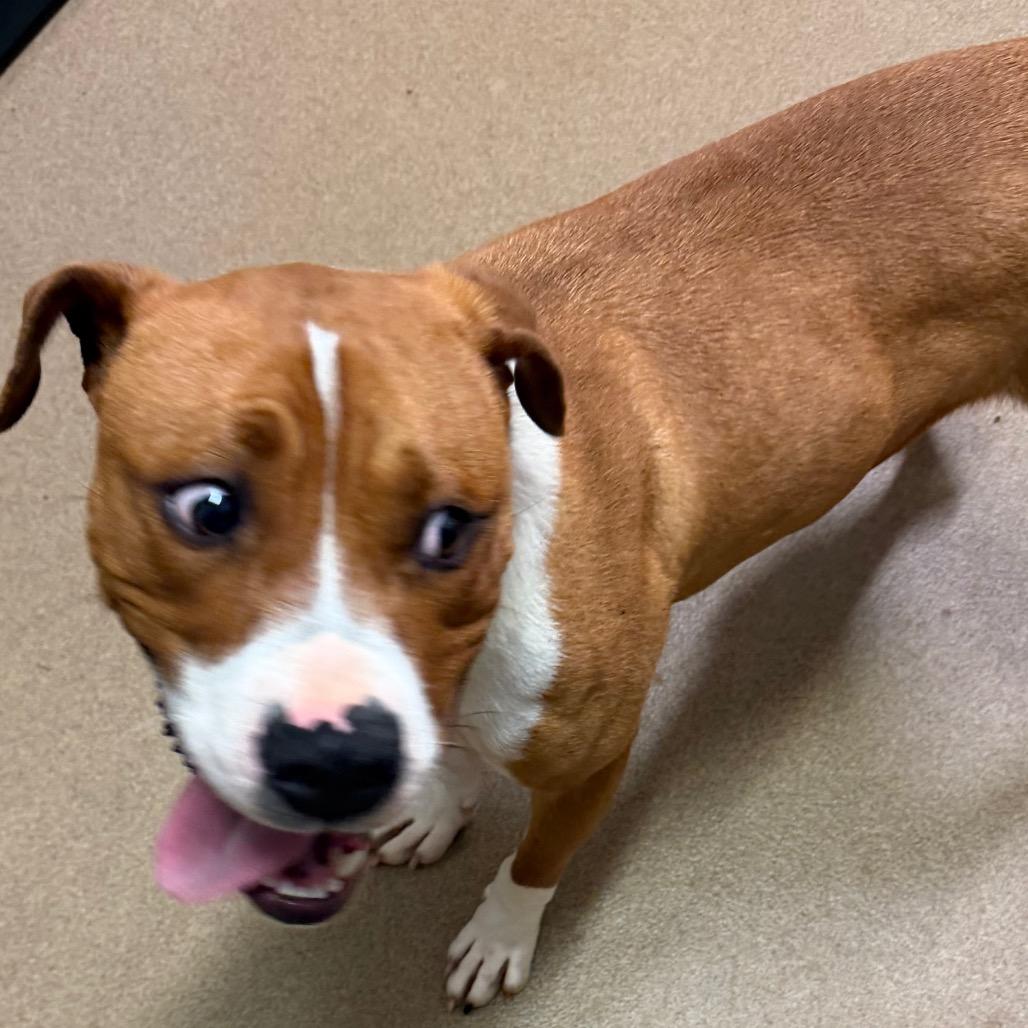 Buford — thumbnail 3