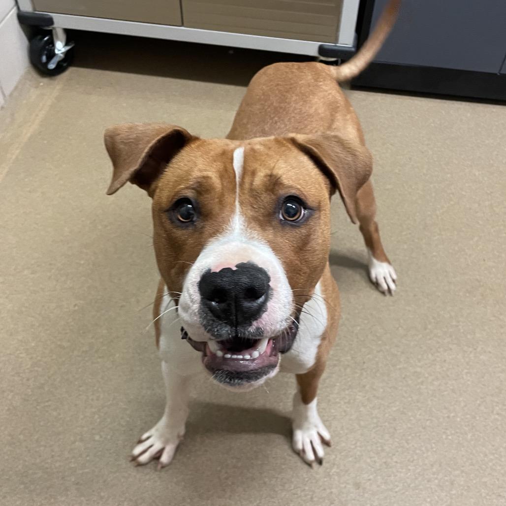 Buford — thumbnail 4