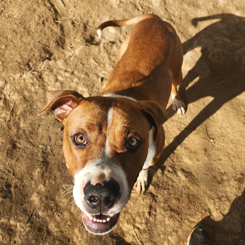 Buford — thumbnail 5