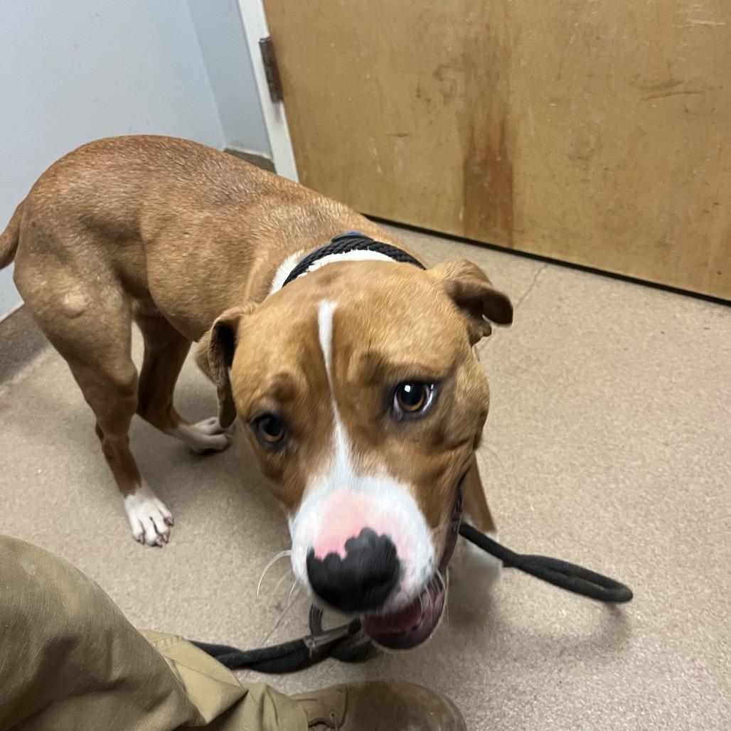 Buford — thumbnail 6