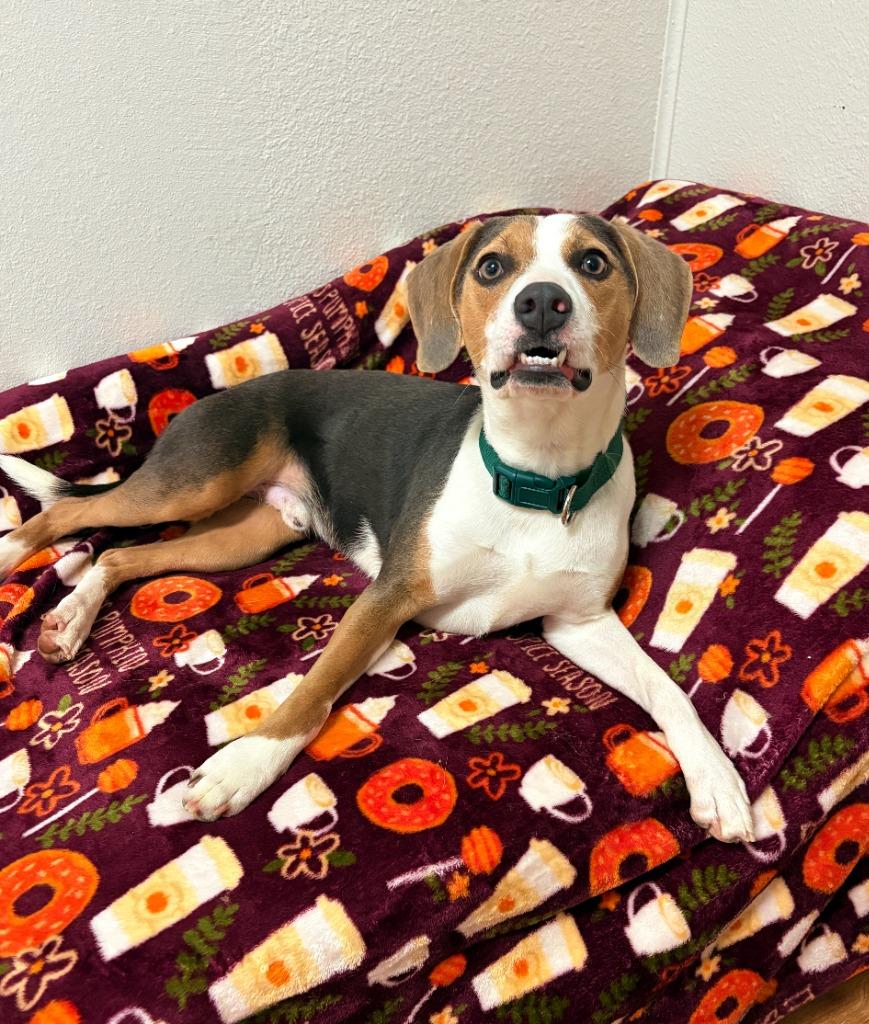 Enlarge Mr. Pibb, a Adoptable mixed breed in Fayetteville, AR image 1/6