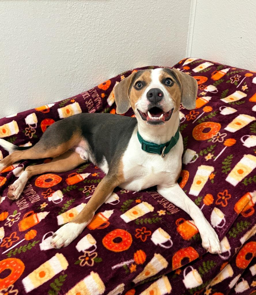 Enlarge Mr. Pibb, a Adoptable mixed breed in Fayetteville, AR image 2/6