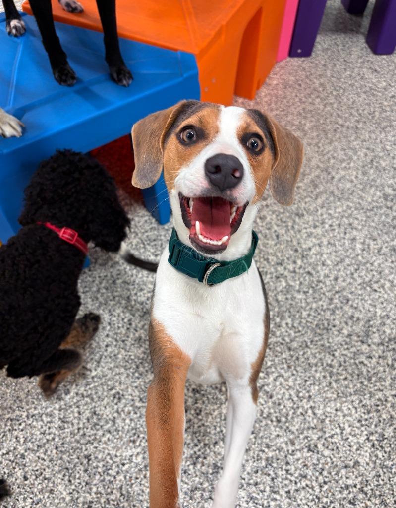 Enlarge Mr. Pibb, a Adoptable mixed breed in Fayetteville, AR image 3/6